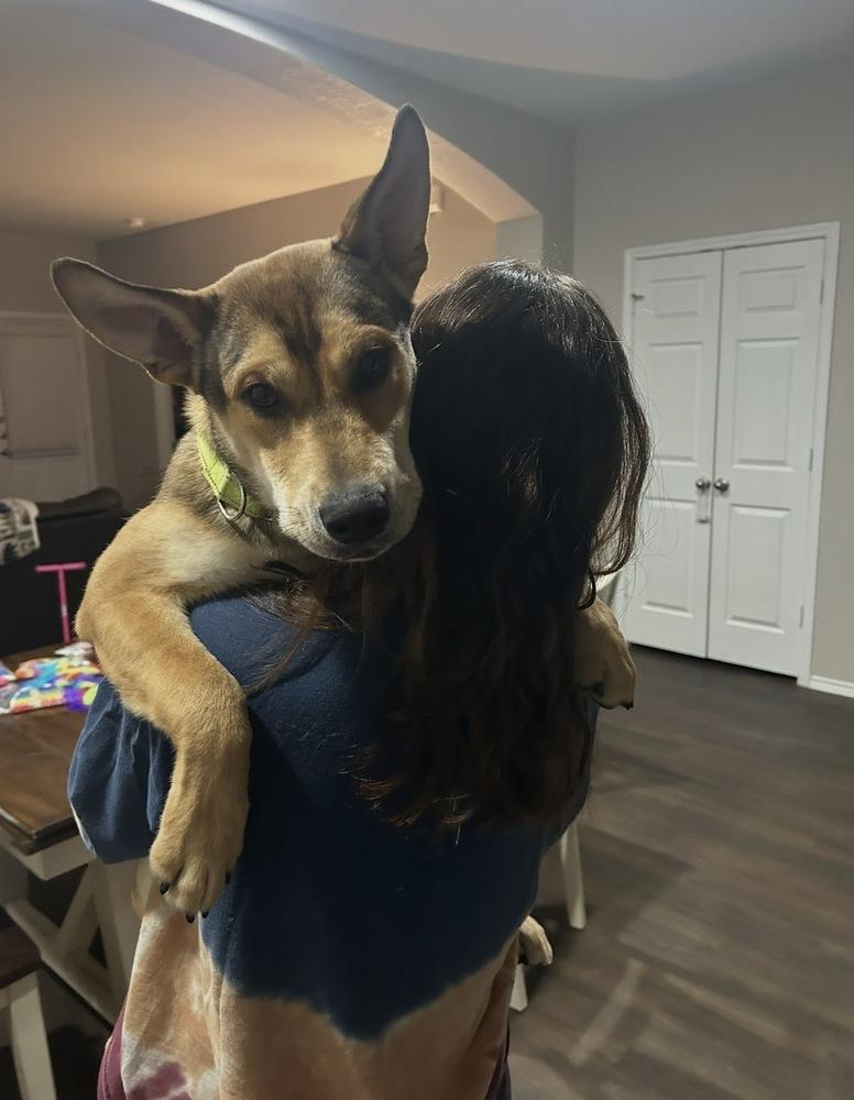 Enlarge Duke, a Adoptable mixed breed in Denver, CO image 3/6