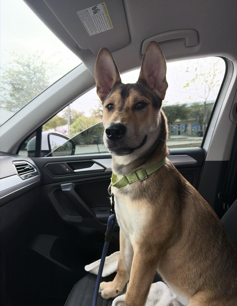 Enlarge Duke, a Adoptable mixed breed in Denver, CO image 4/6