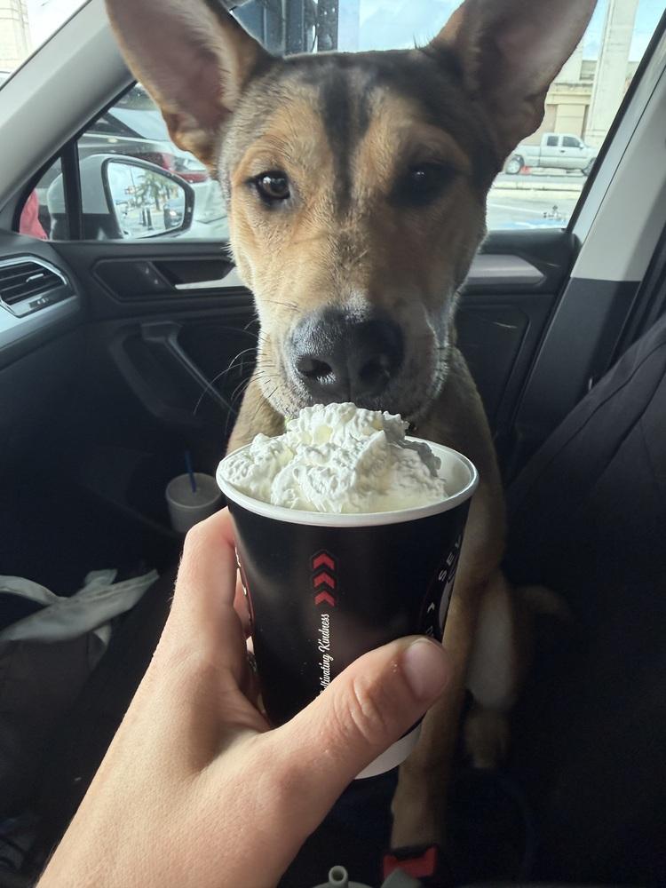 Enlarge Duke, a Adopted mixed breed in Denver, CO image 5/6