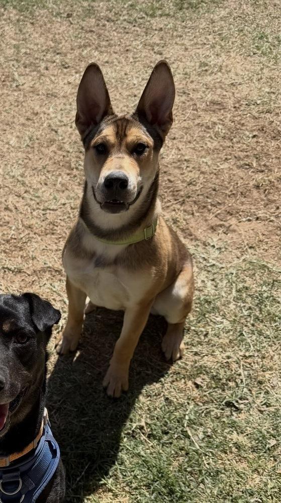 Enlarge Duke, a Adoptable mixed breed in Denver, CO image 6/6