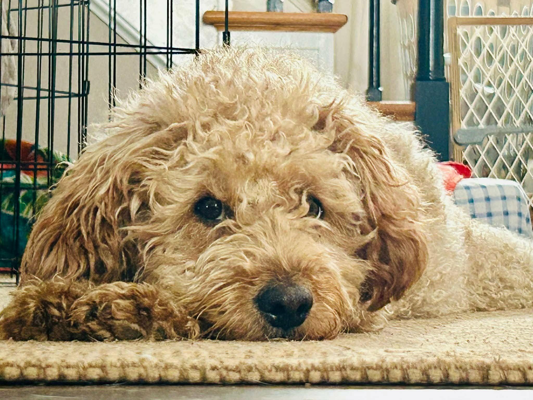 Bailey, a ADOPTABLE Goldendoodle in Coatesville, PA image 6/6