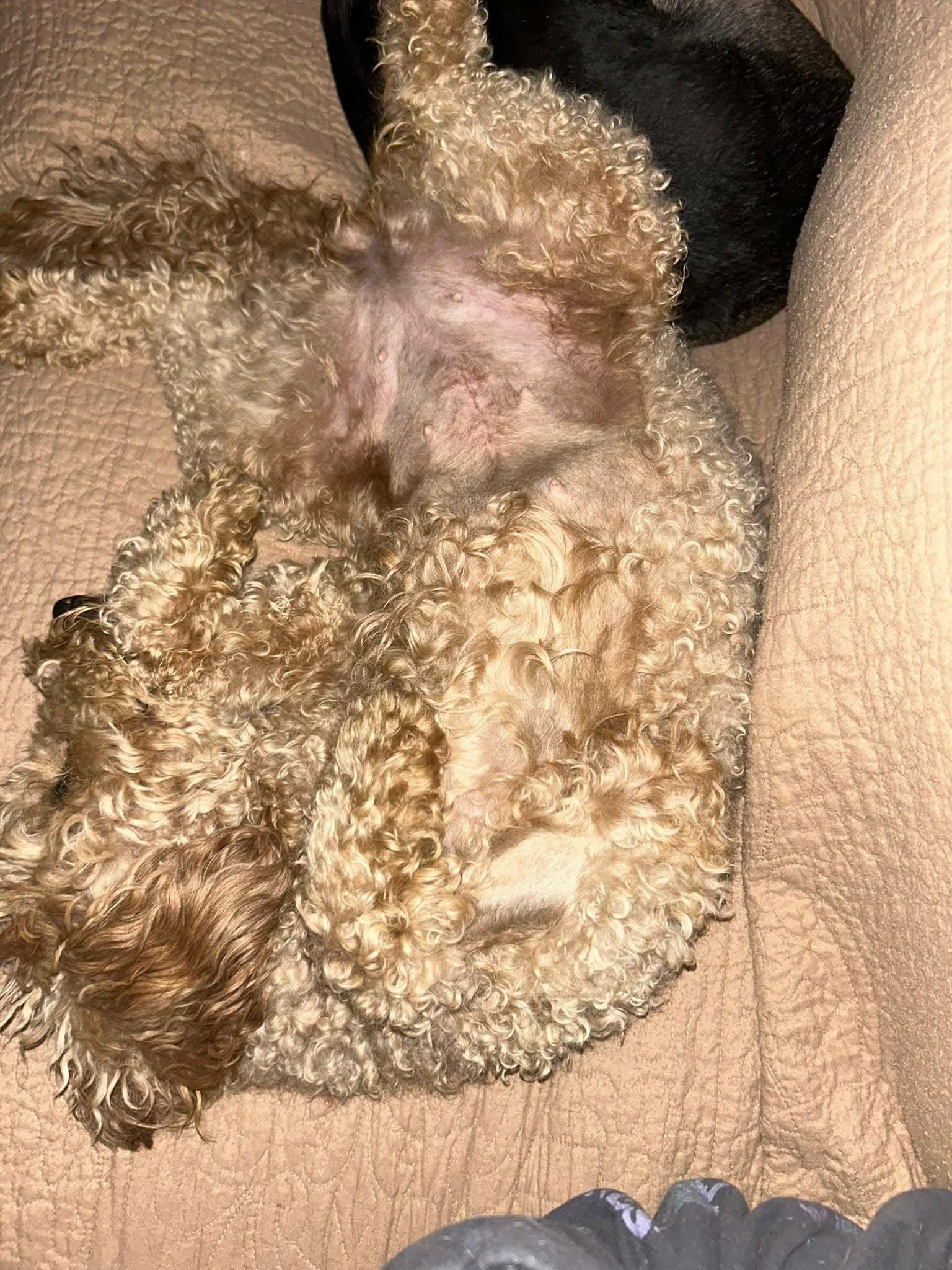 Bailey, a ADOPTABLE Goldendoodle in Coatesville, PA image 5/6