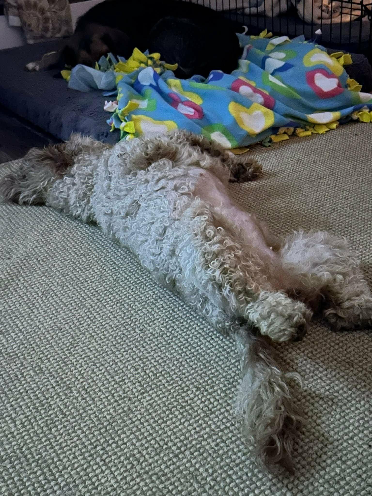 Bailey, a ADOPTABLE Goldendoodle in Coatesville, PA image 4/6