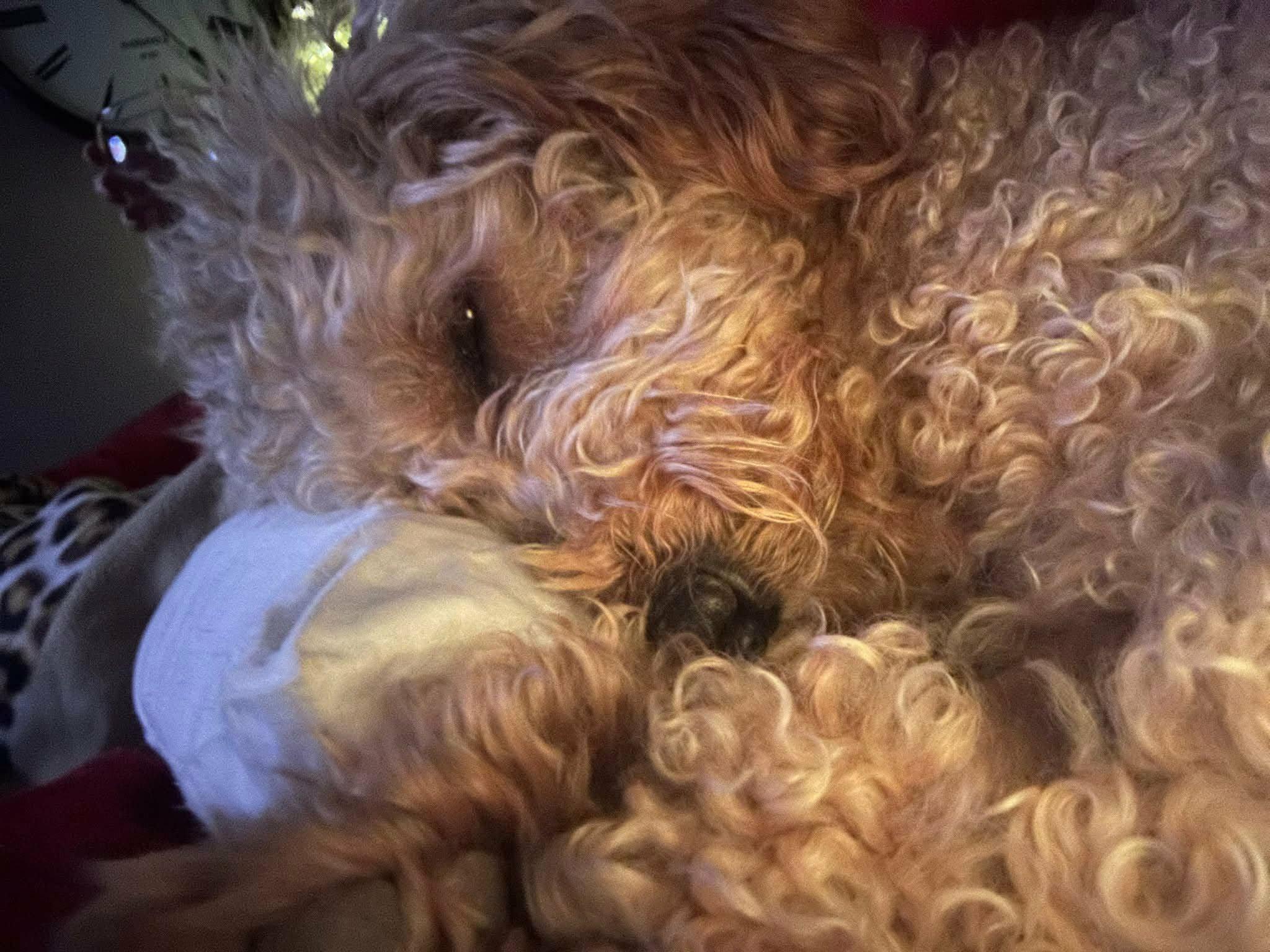 Bailey, a ADOPTABLE Goldendoodle in Coatesville, PA image 3/6