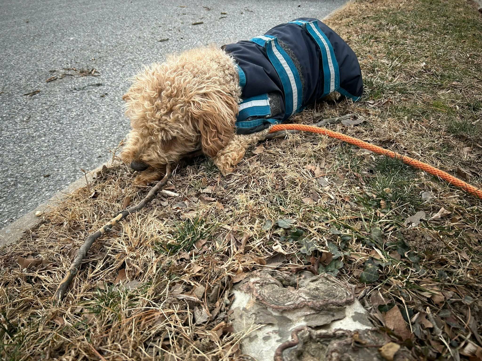 Bailey, a ADOPTABLE Goldendoodle in Coatesville, PA image 2/6
