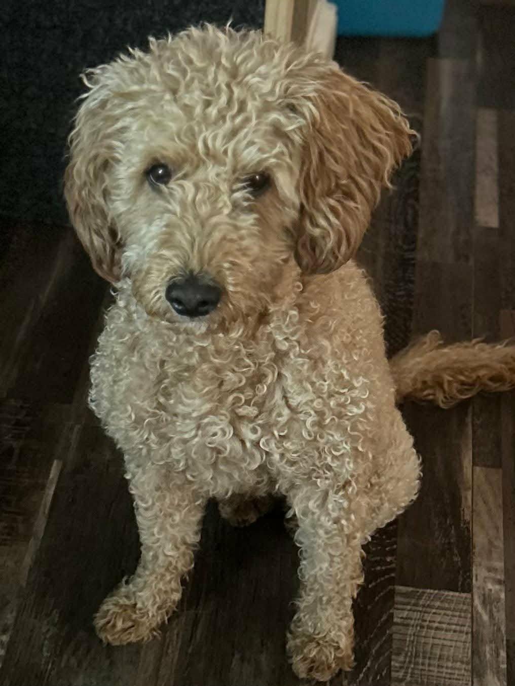 Bailey, ADOPTABLE, Adult Female Goldendoodle.