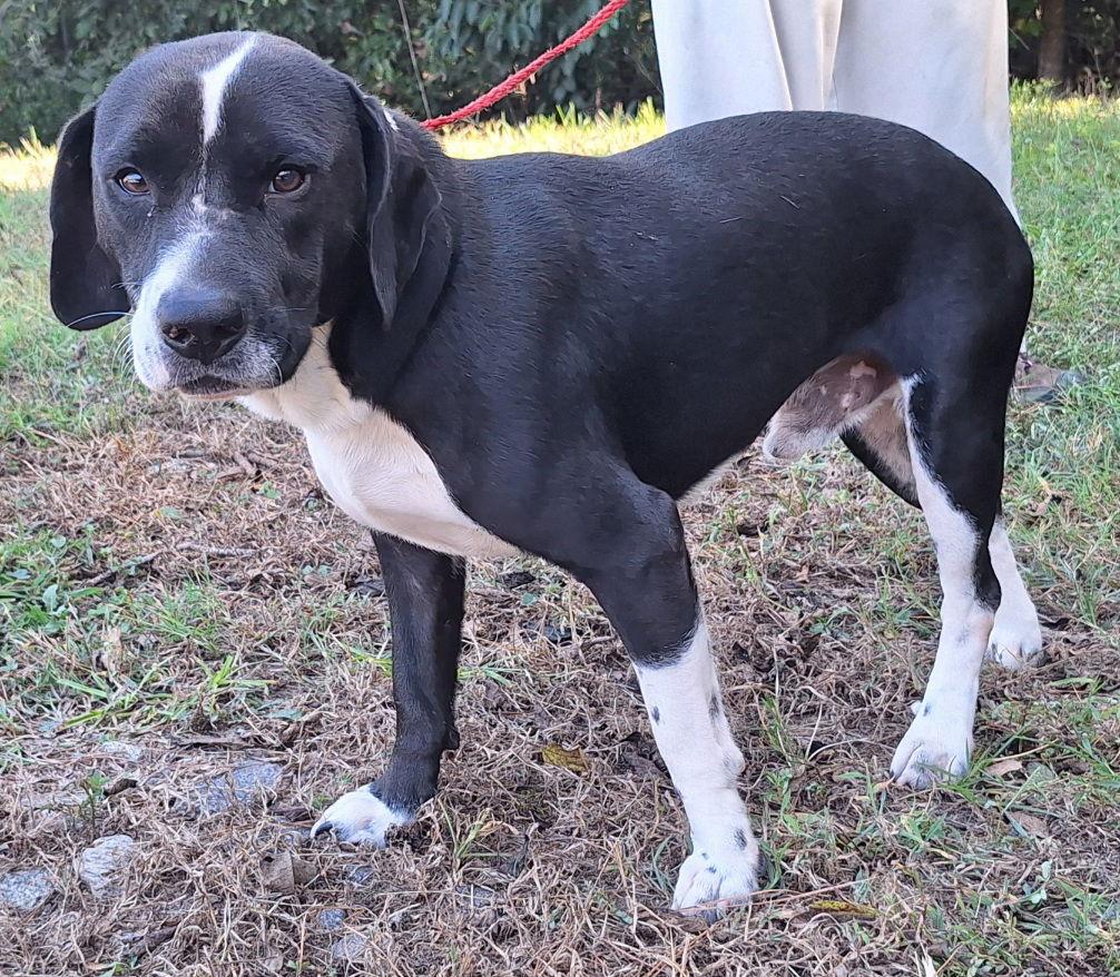 251312  Maui, Adoptable, Adult Male Basset Hound & Border Collie.