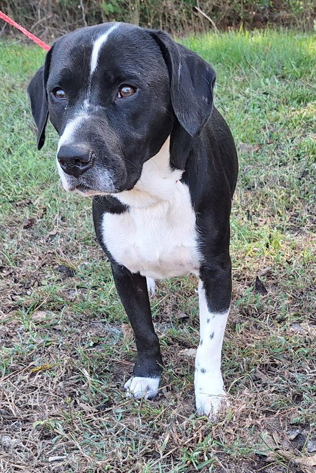 251312  Maui, Adoptable, Adult Male Basset Hound & Border Collie.