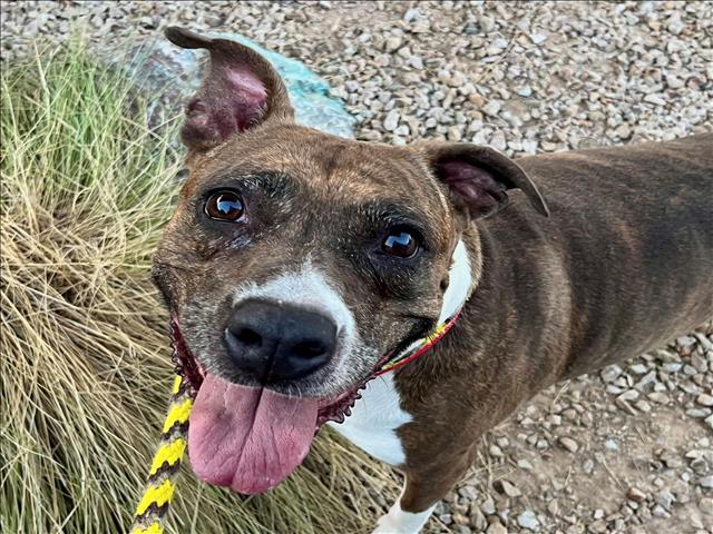 Enlarge MIAMI, a Adoptable mixed breed in Tucson, AZ image 1/1