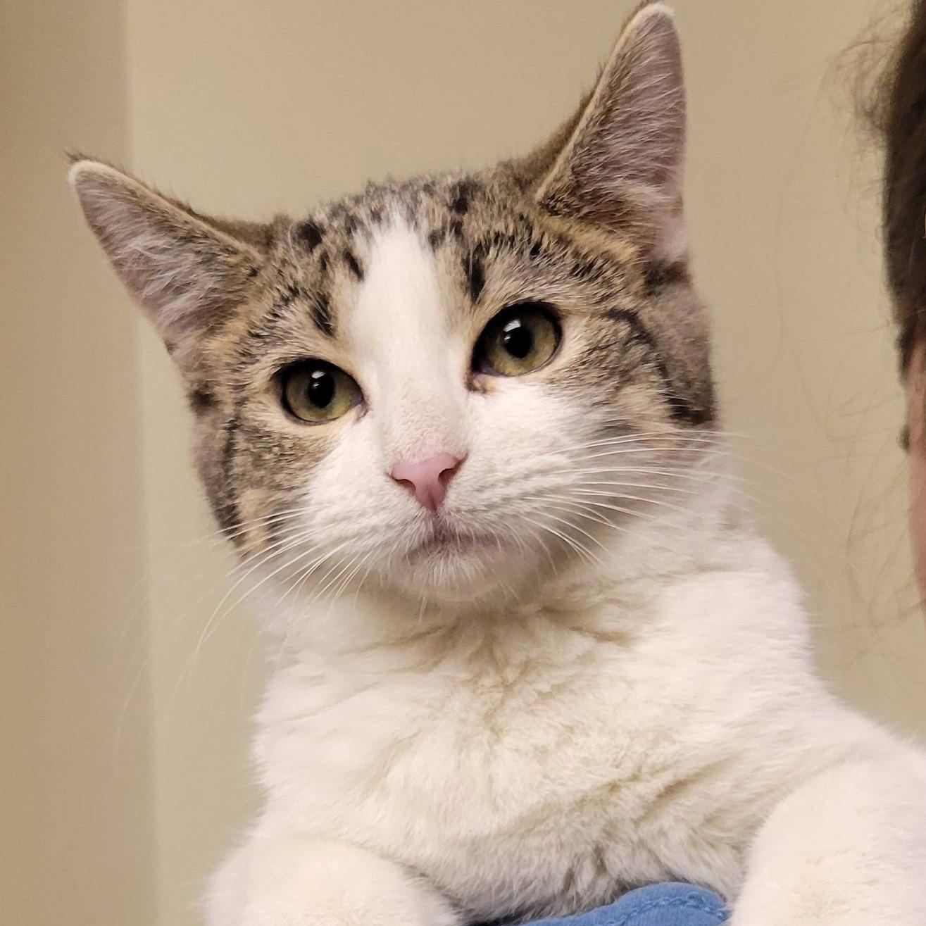 Enlarge Wyatt, an adopted Domestic Short Hair in Mazon, IL image 1/1