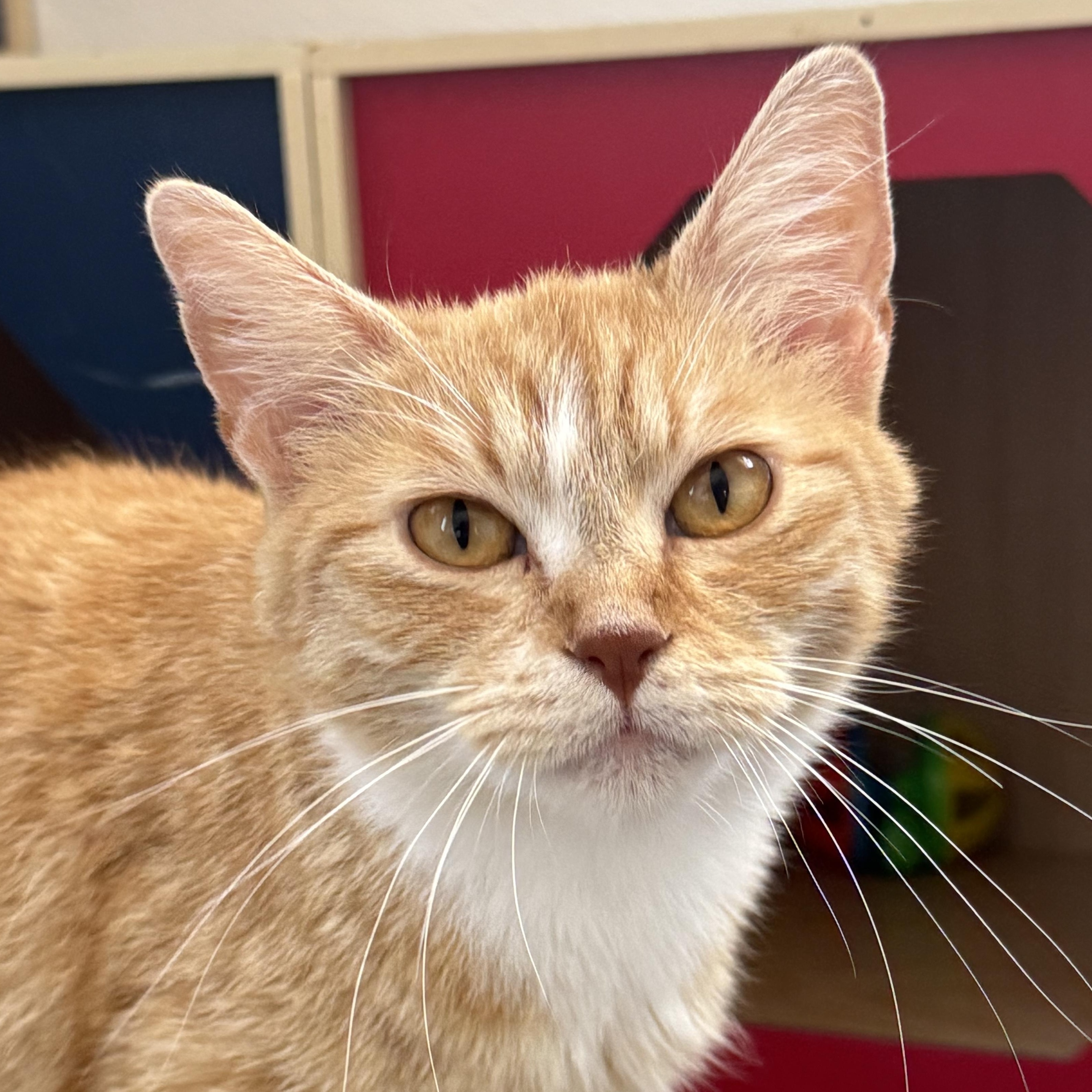 Astrid, Adult Female unknown