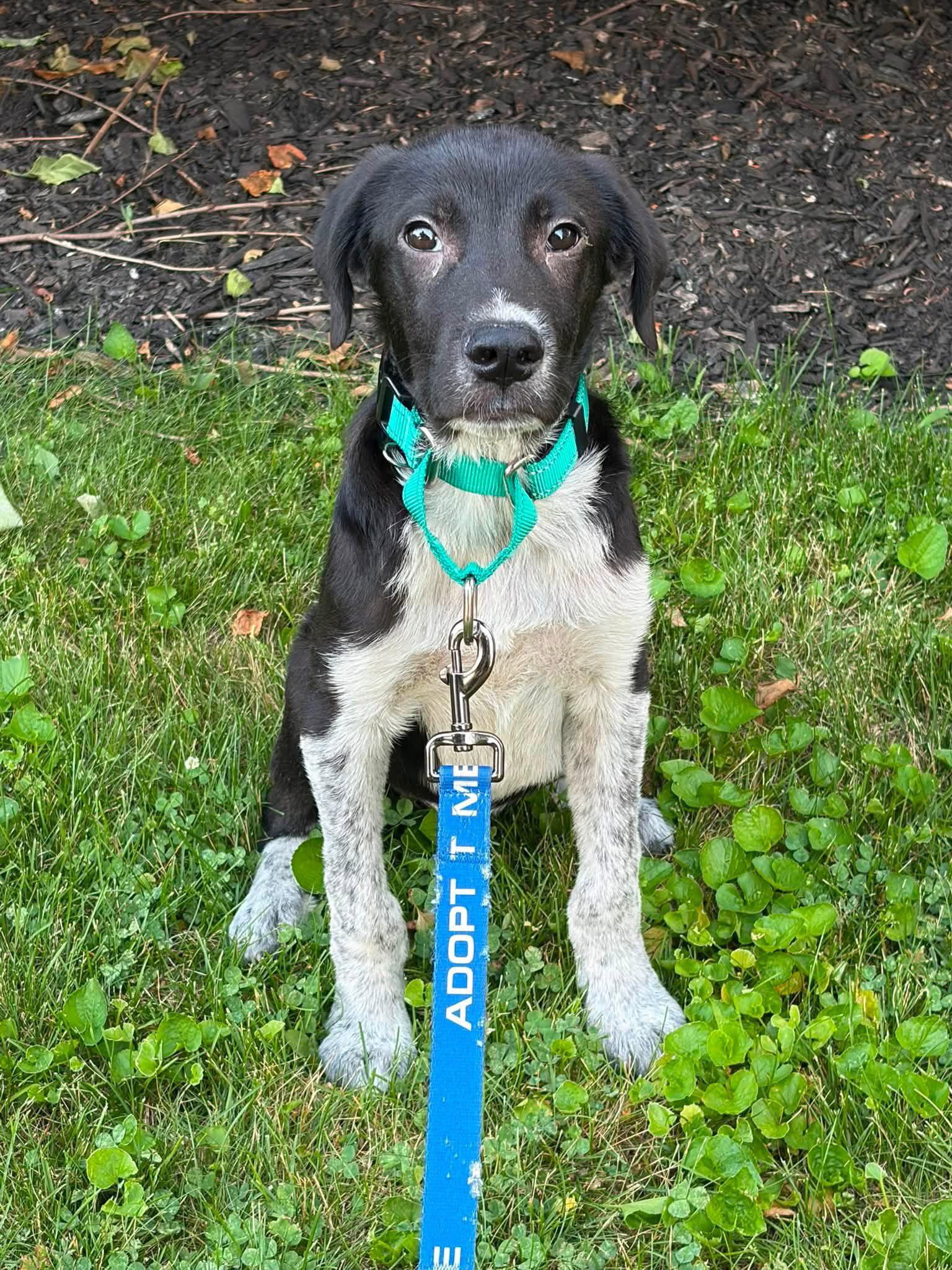 Anthony, Adopted, Puppy Male German Shorthaired Pointer.