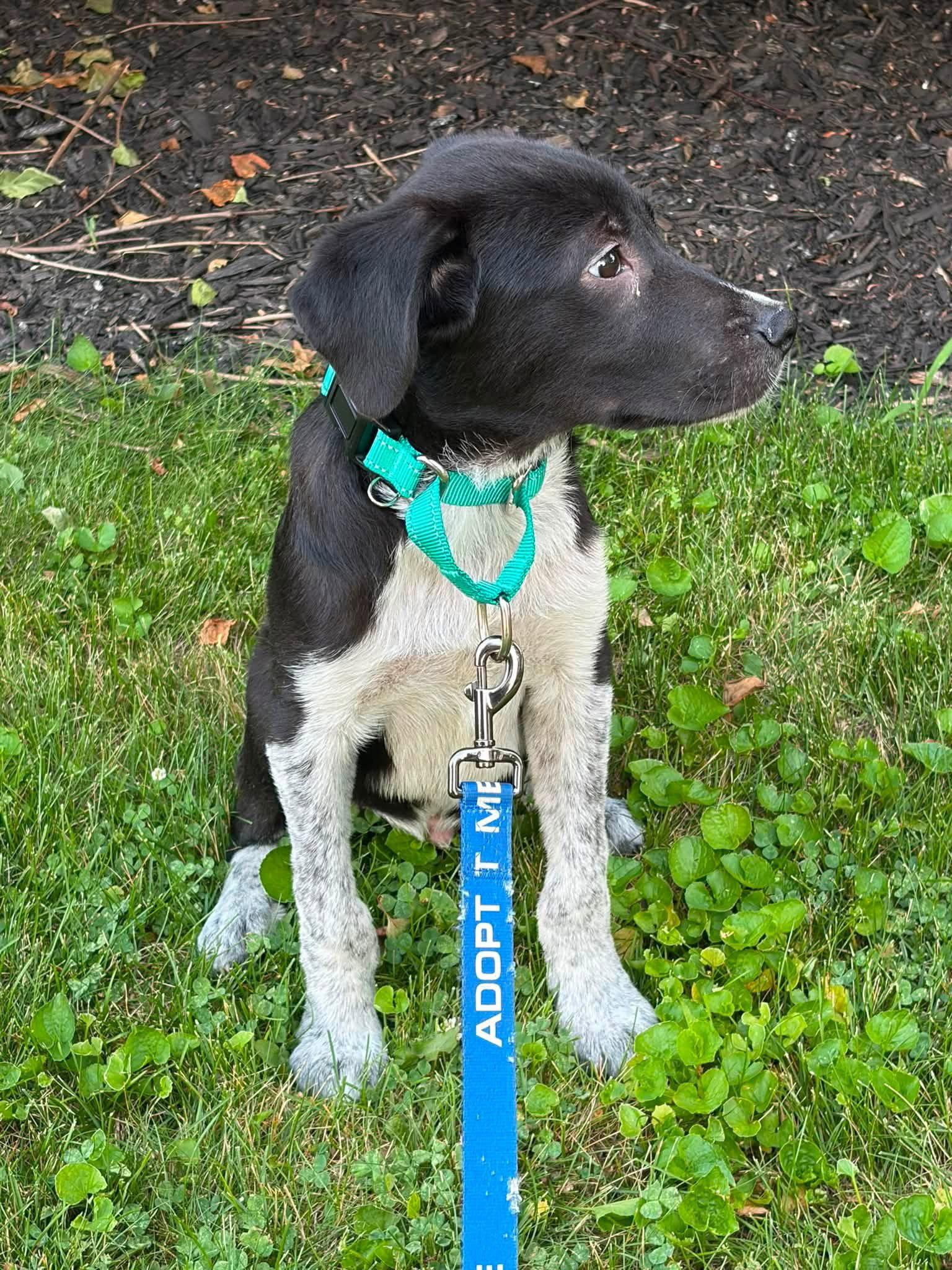 Enlarge Anthony, a Adopted German Shorthaired Pointer in New London, WI image 2/2
