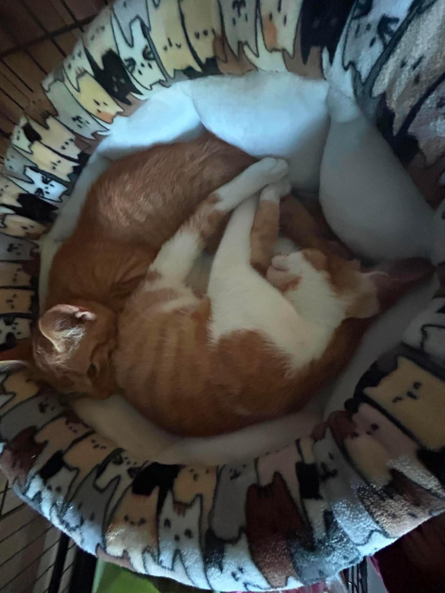 Enlarge Fargo, an adopted Domestic Short Hair in Pittsburgh, PA image 5/5