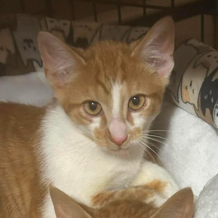 Enlarge Fargo, an adopted Domestic Short Hair in Pittsburgh, PA image 3/5
