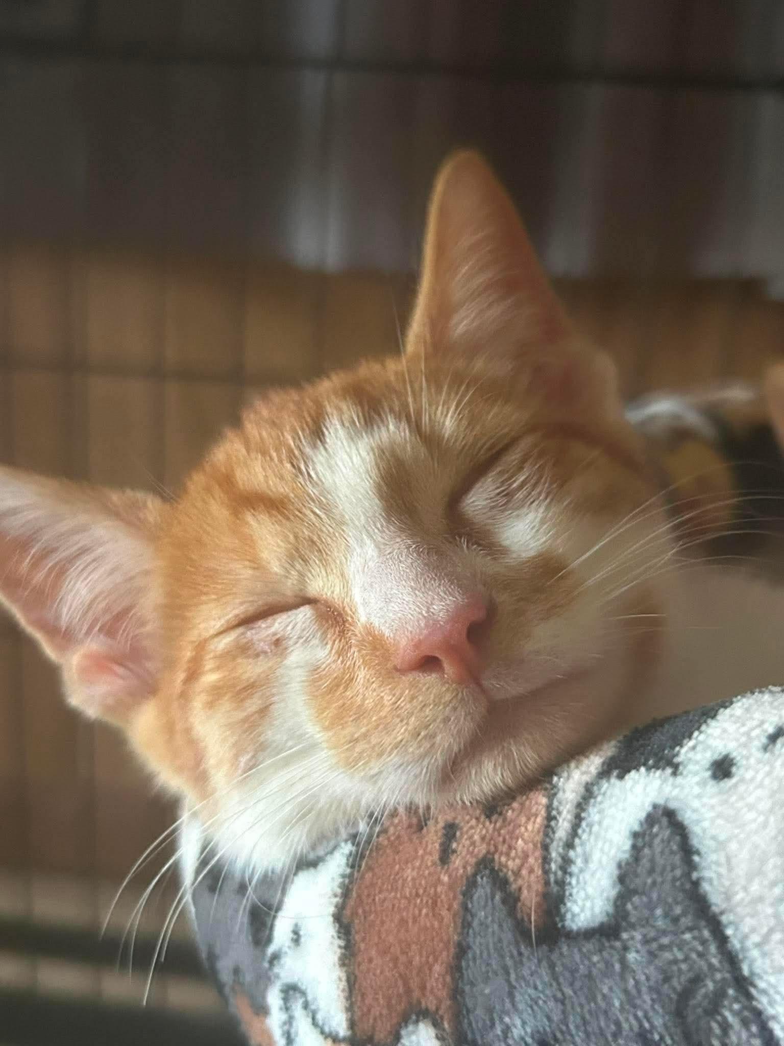 Enlarge Fargo, an adopted Domestic Short Hair in Pittsburgh, PA image 4/5
