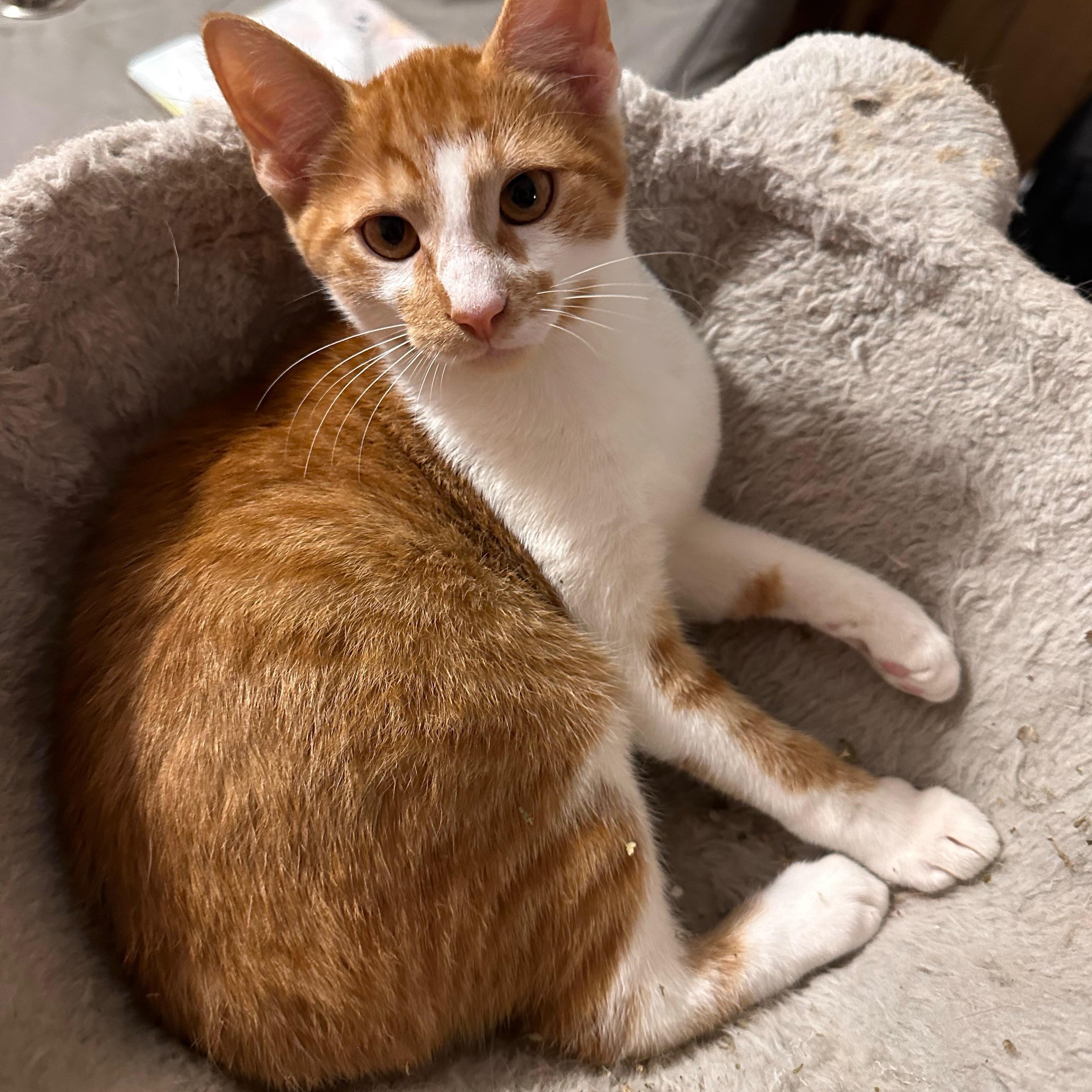 Enlarge Fargo, an adopted Domestic Short Hair in Pittsburgh, PA image 2/5