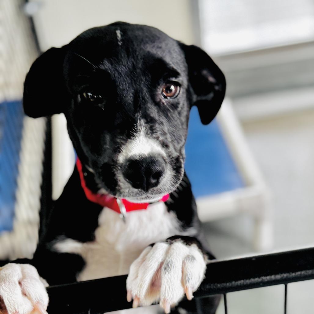 Enlarge Persimmon, a Adoptable Mixed Breed in Bradenton, FL image 1/1