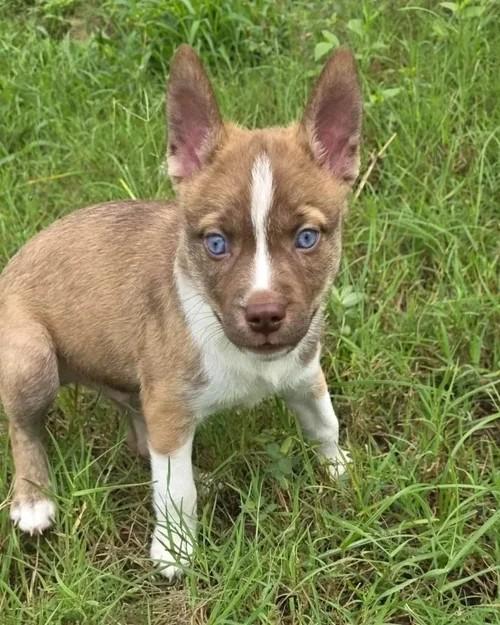Stein, a Adoptable Rottweiler in Winter Springs, FL image 1/4