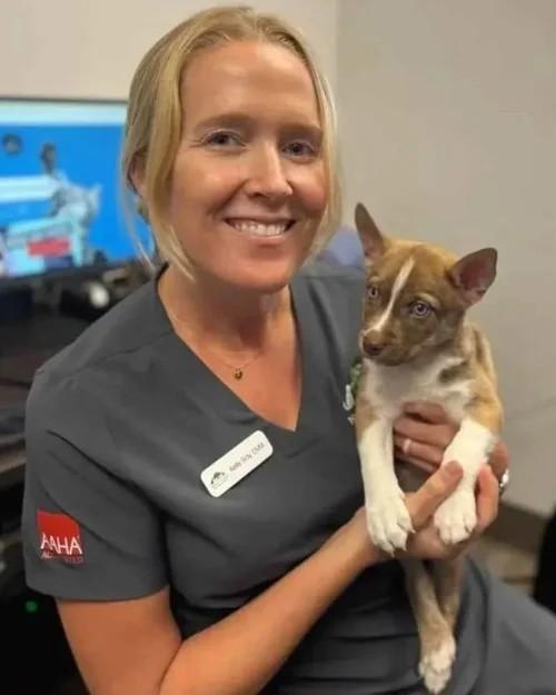 Stein, a Adoptable Rottweiler in Winter Springs, FL image 3/4