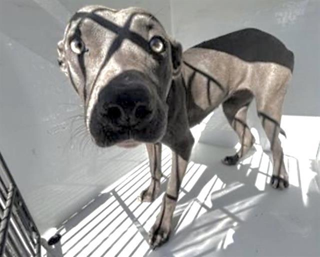 COOKIE, Adoptable, Young Female Pit Bull Terrier & Mixed Breed.