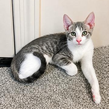 Enlarge Starry Fizz, a ADOPTABLE mixed breed in Phoenix , AZ image 2/3