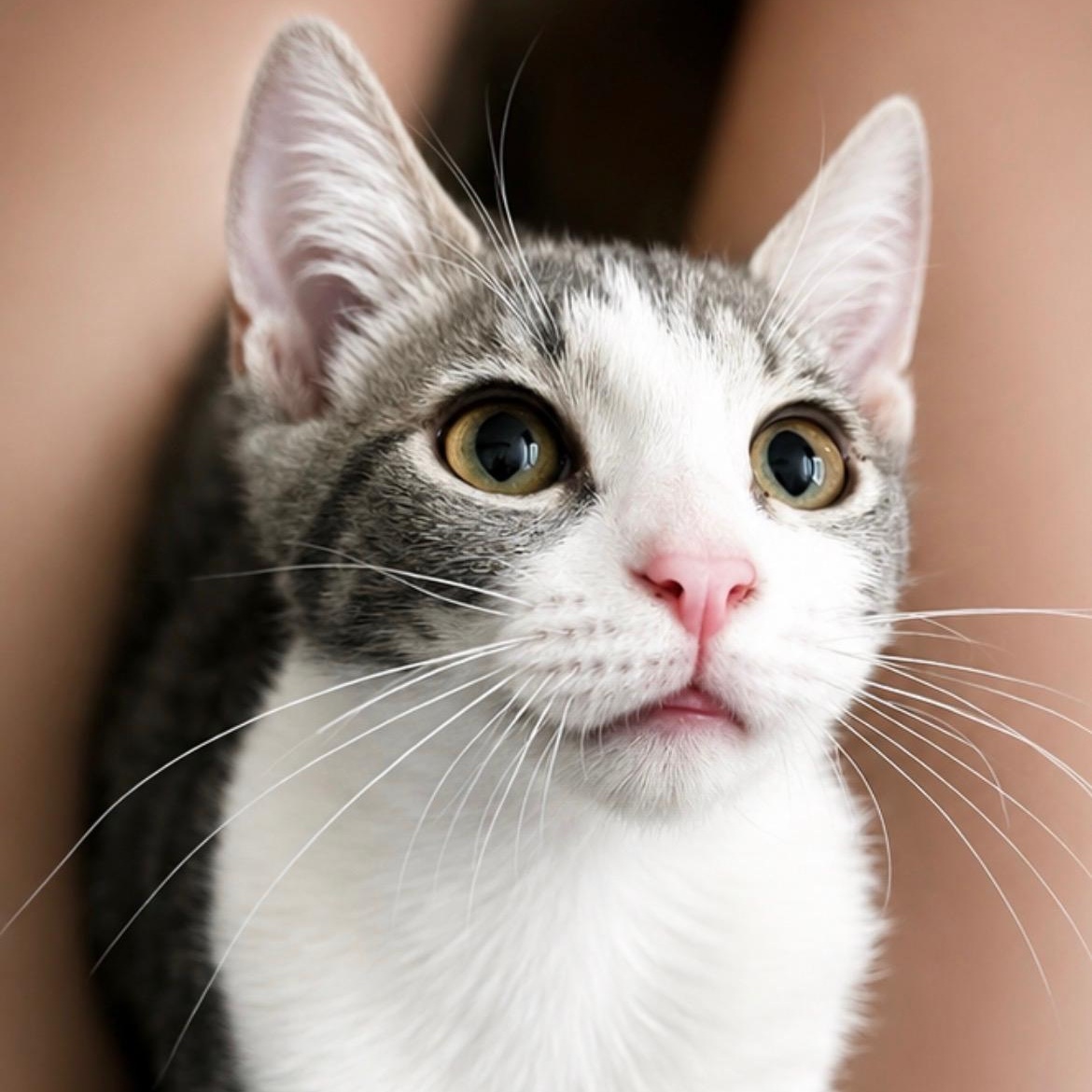 Enlarge Starry Fizz, a ADOPTABLE mixed breed in Phoenix , AZ image 3/3