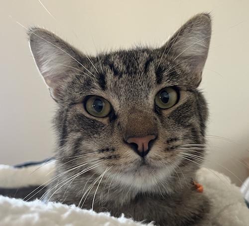 Enlarge Chester (CP), a ADOPTABLE mixed breed in North Highlands, CA image 1/1