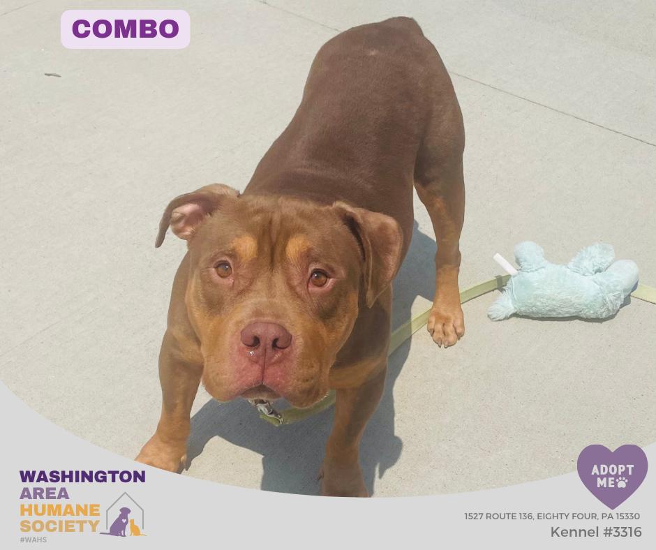 Combo, ADOPTABLE, Adult Male Staffordshire Bull Terrier.