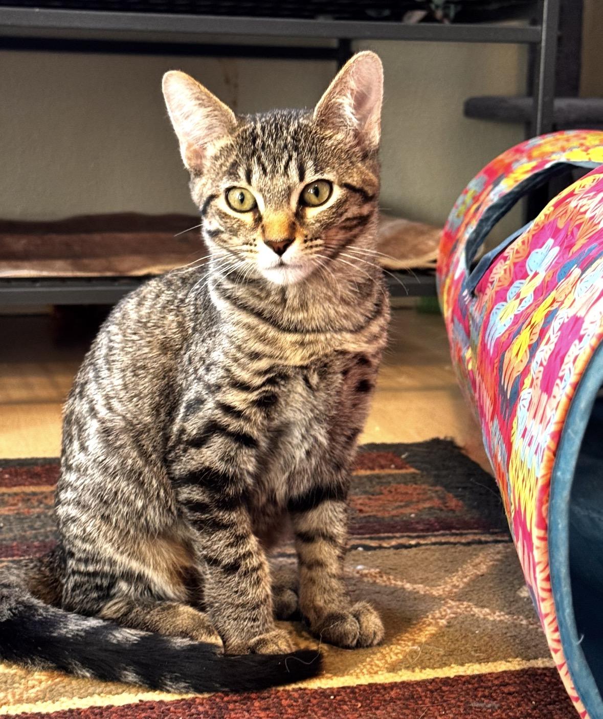 Catalyst, Adopted, Young Female Domestic Short Hair.