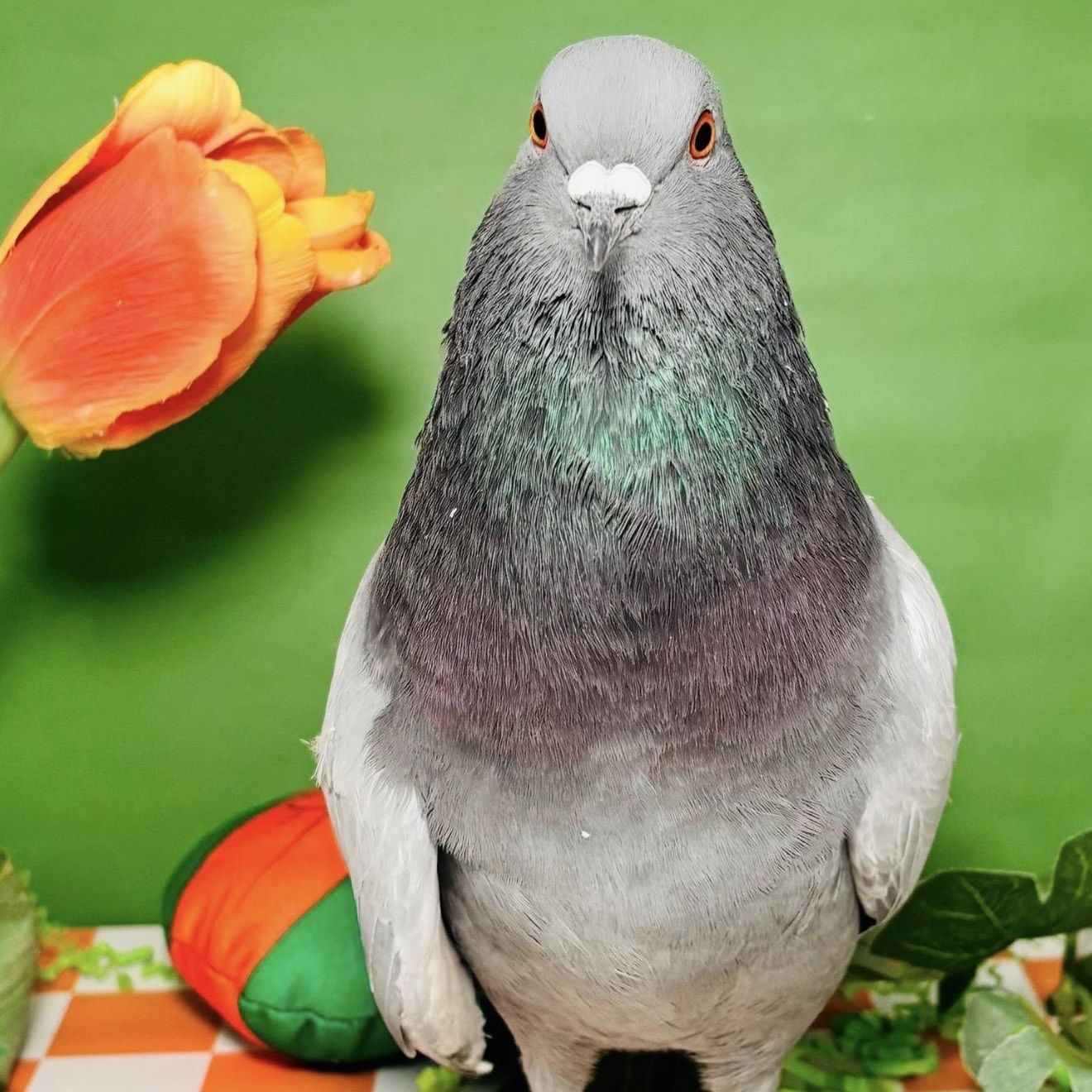 Enlarge Figuero Four Toes, a ADOPTABLE Pigeon in Chicago, IL image 4/4