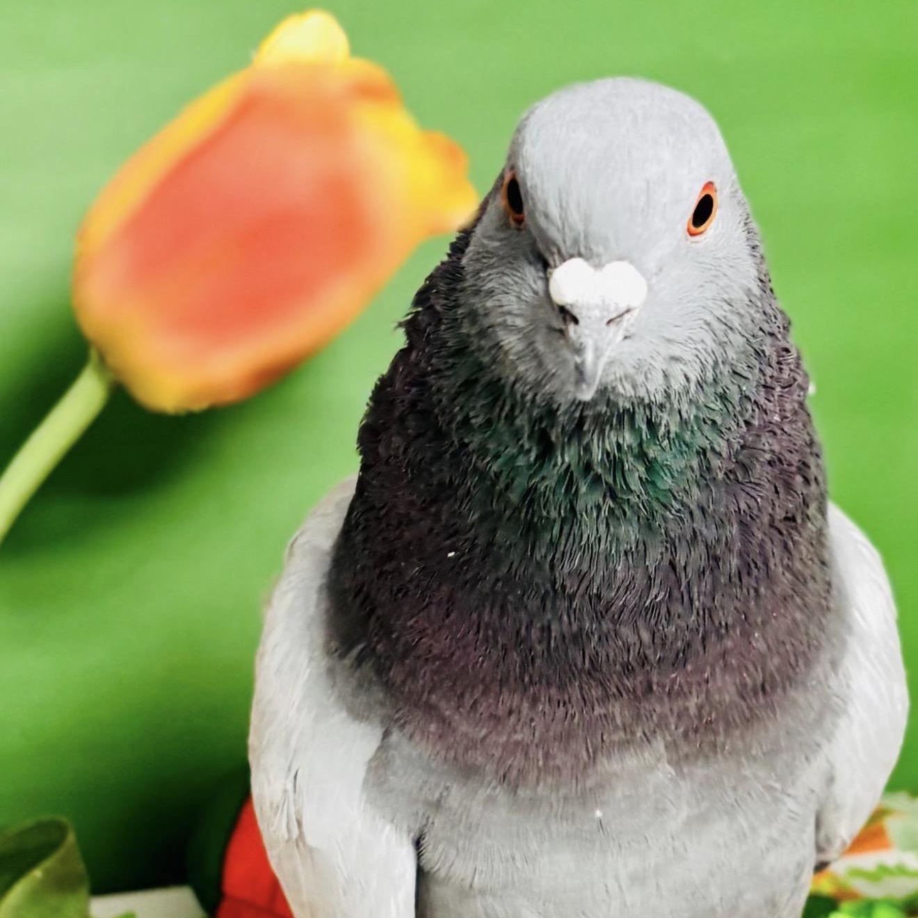 Enlarge Figuero Four Toes, a ADOPTABLE Pigeon in Chicago, IL image 3/4