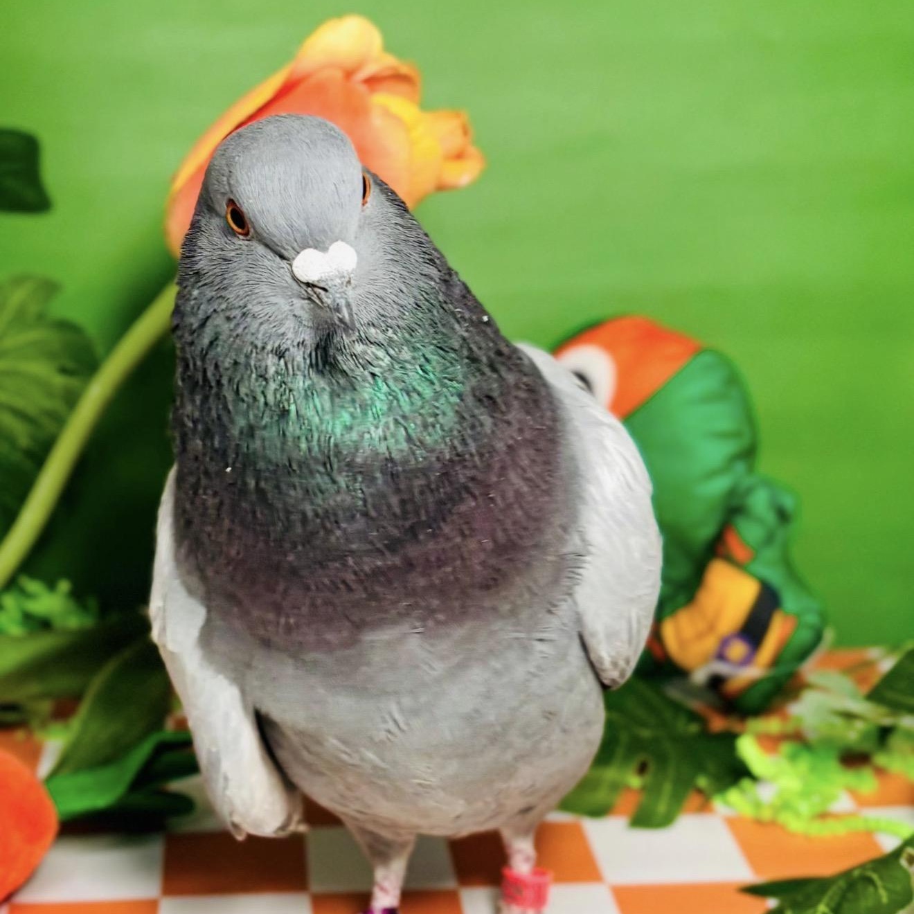 Enlarge Figuero Four Toes, a ADOPTABLE Pigeon in Chicago, IL image 2/4