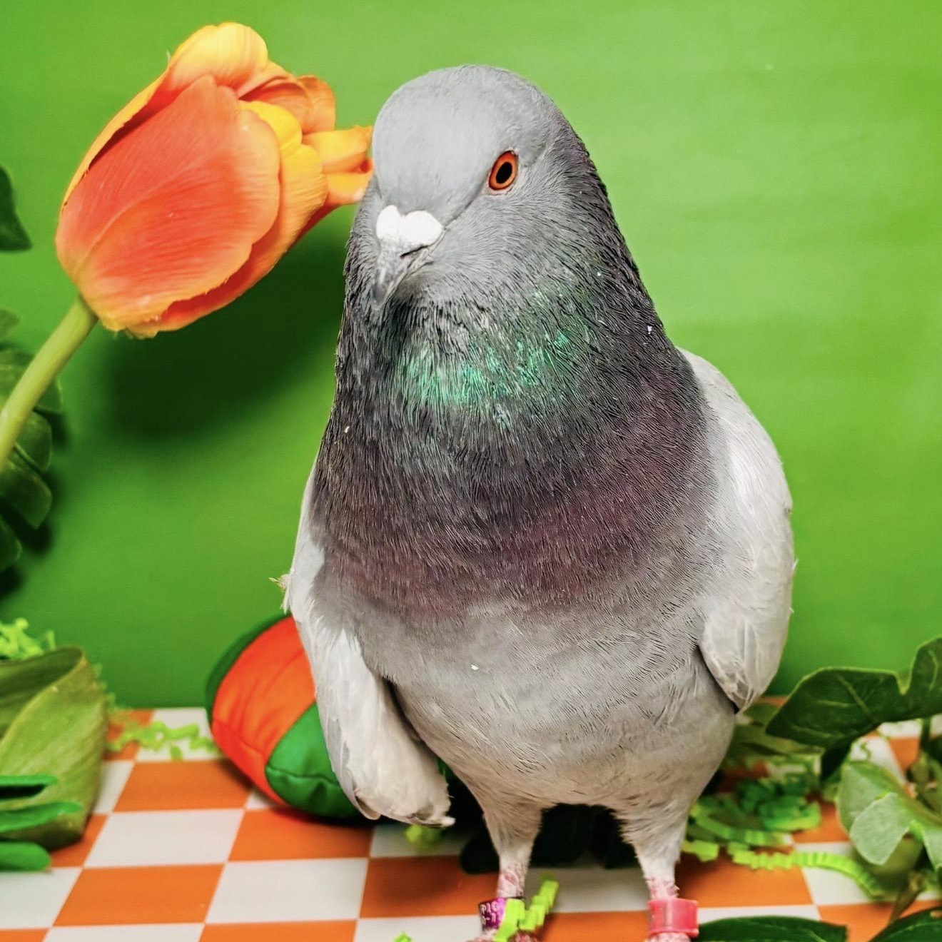 Figuero Four Toes, ADOPTABLE, Adult Unknown Pigeon.