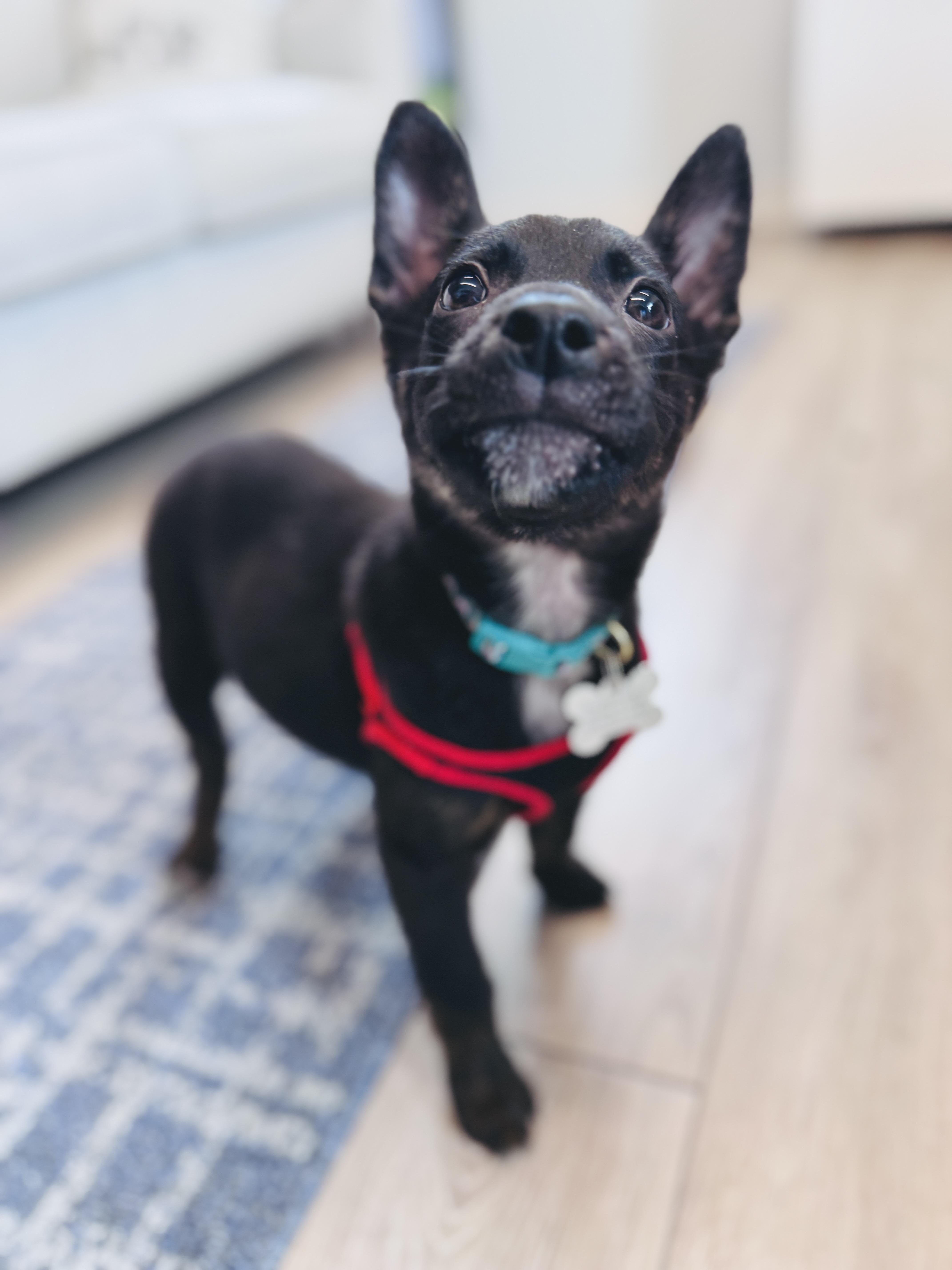 Enlarge Bogart, an adoptable mixed breed in Palatine, IL image 5/6