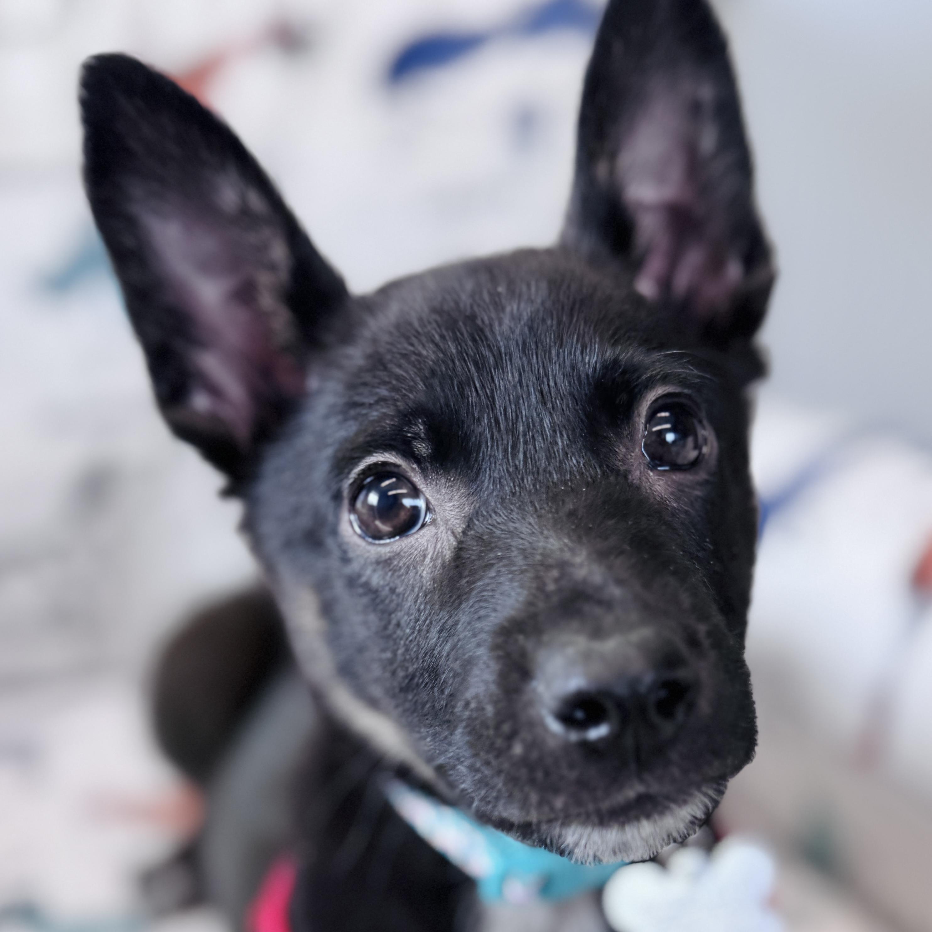 Enlarge Bogart, an adoptable mixed breed in Palatine, IL image 1/6