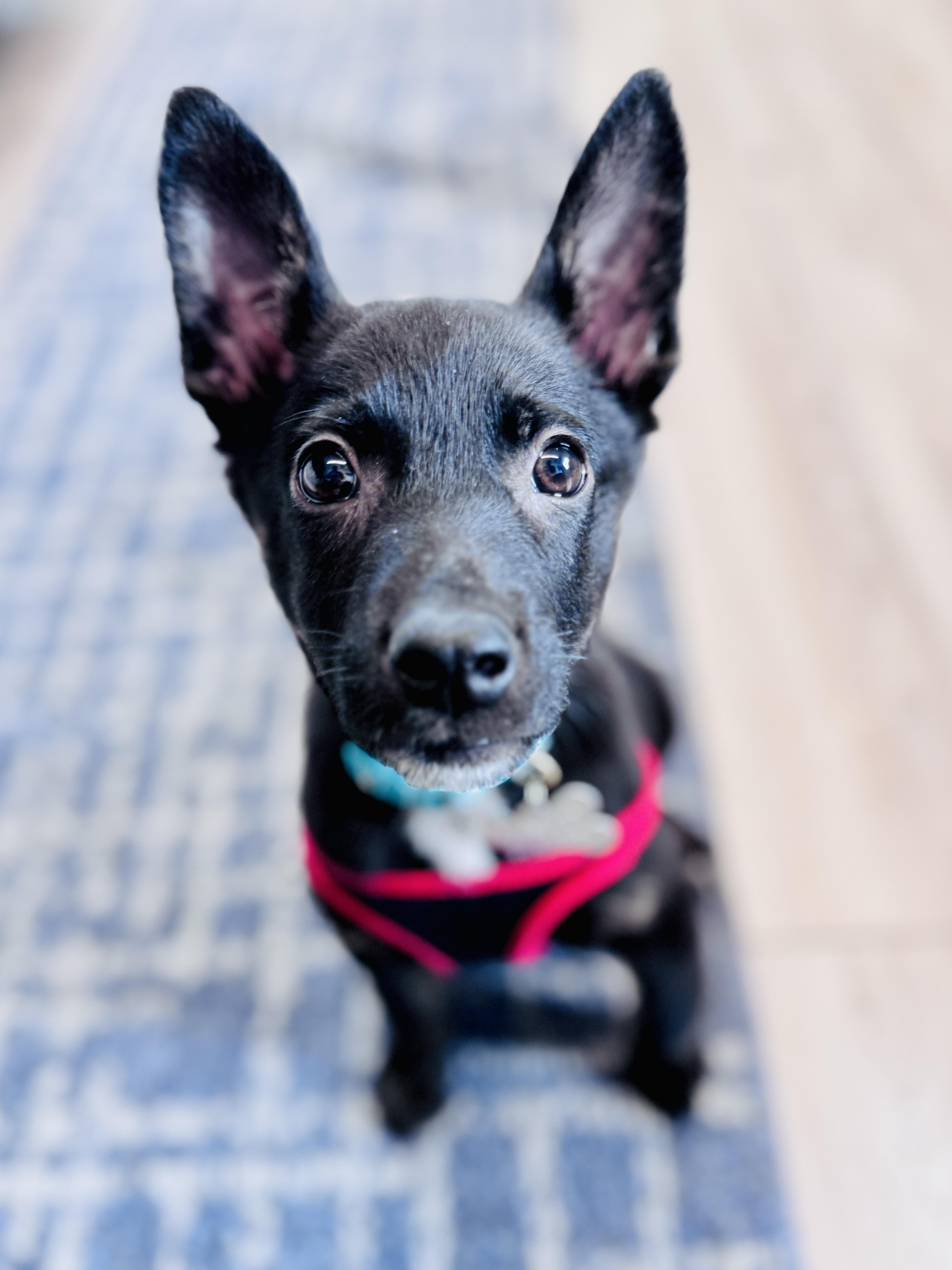 Enlarge Bogart, an adoptable mixed breed in Palatine, IL image 6/6