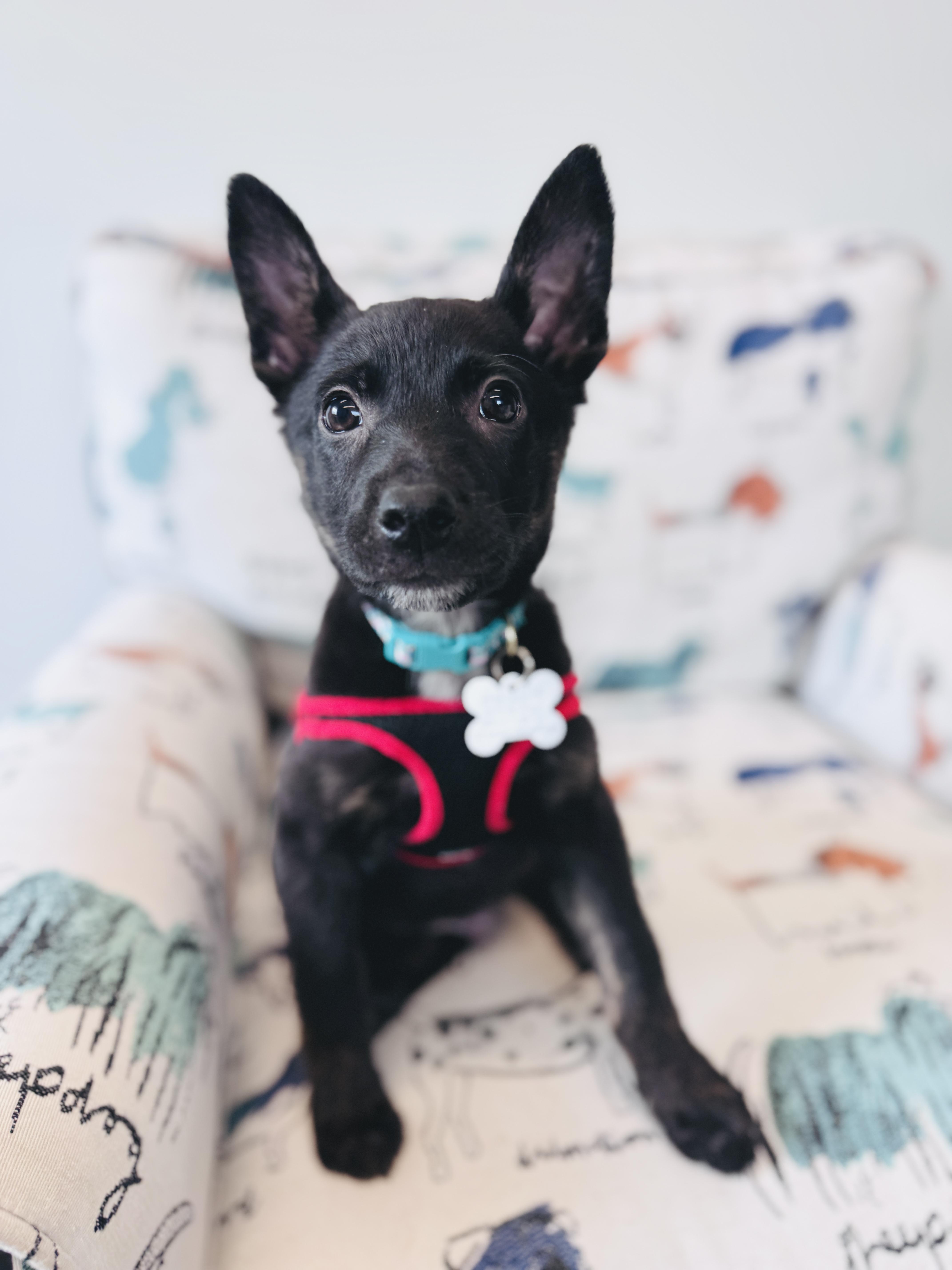 Enlarge Bogart, an adoptable mixed breed in Palatine, IL image 4/6