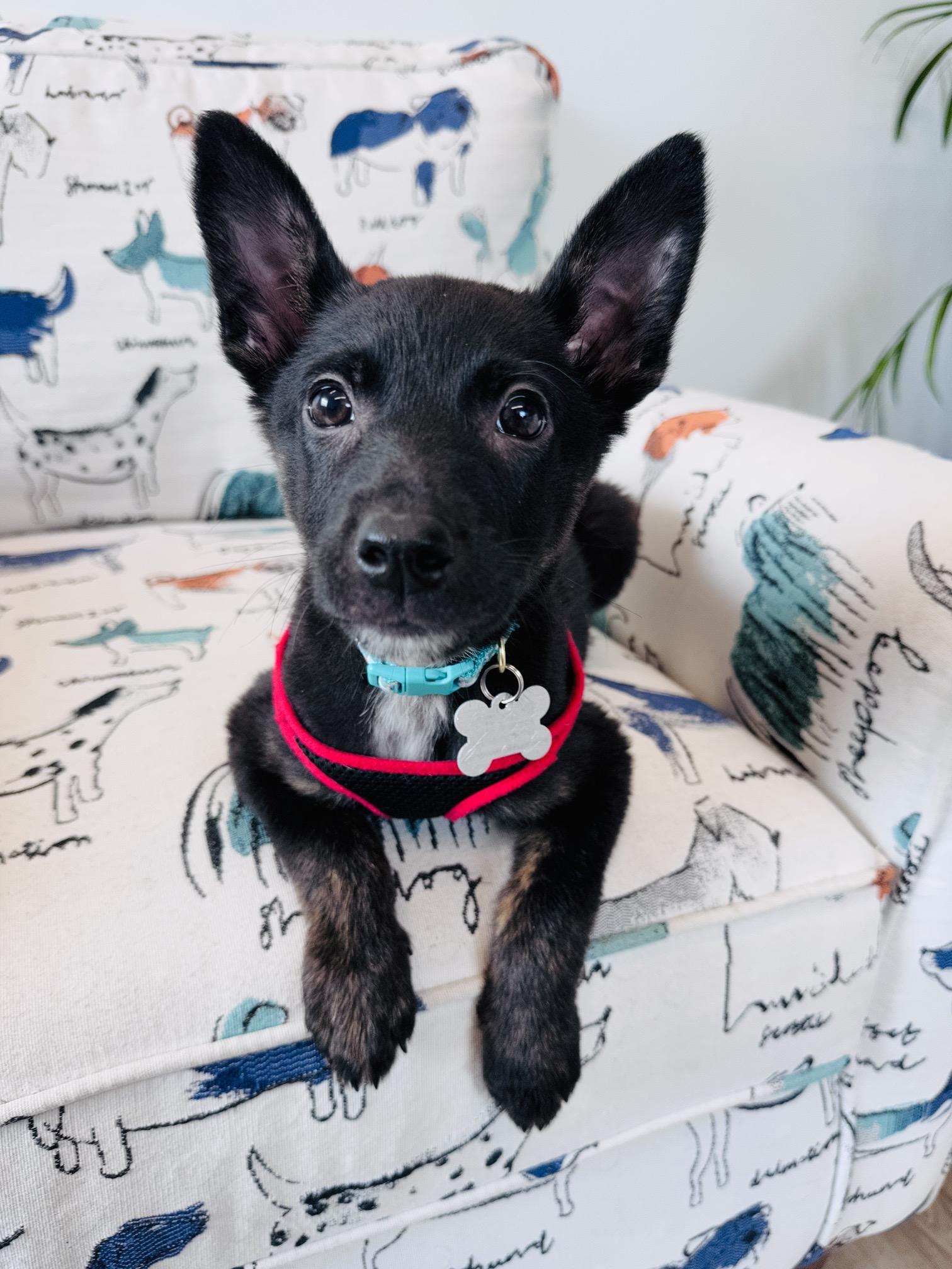 Enlarge Bogart, an adoptable mixed breed in Palatine, IL image 3/6