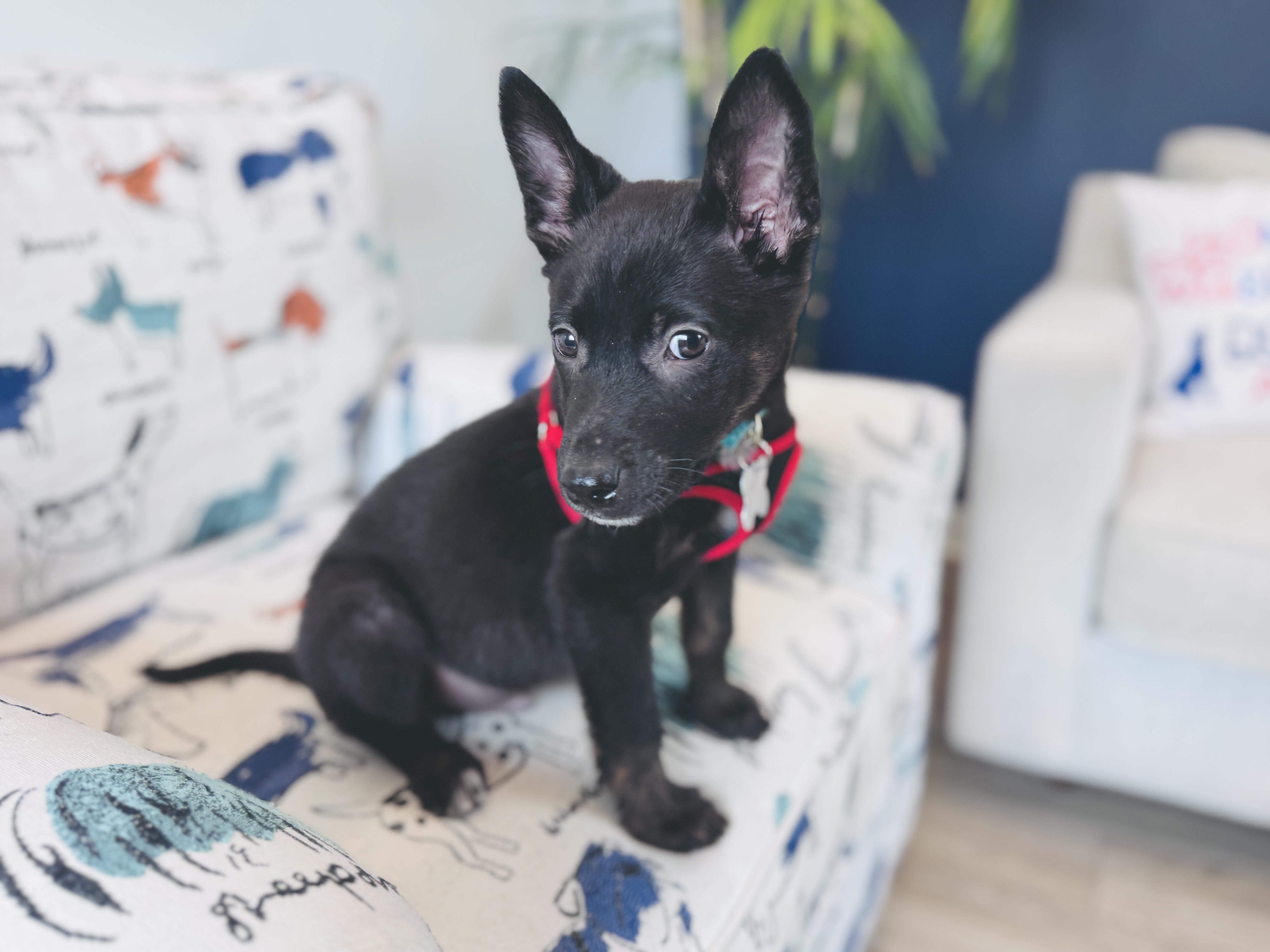 Enlarge Bogart, an adoptable mixed breed in Palatine, IL image 2/6