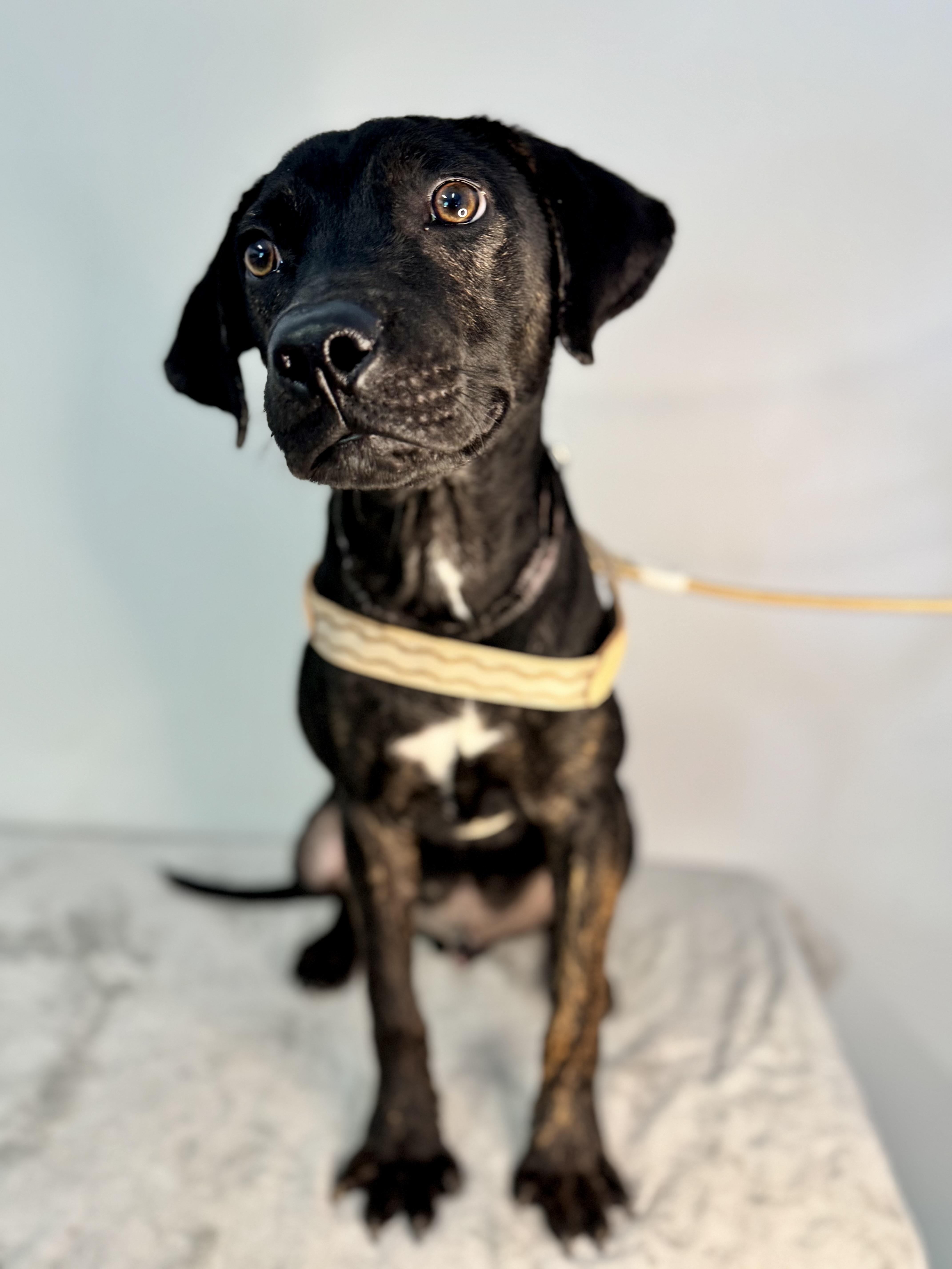 Enlarge Stitch, a ADOPTABLE mixed breed in Richmond, VA image 3/6