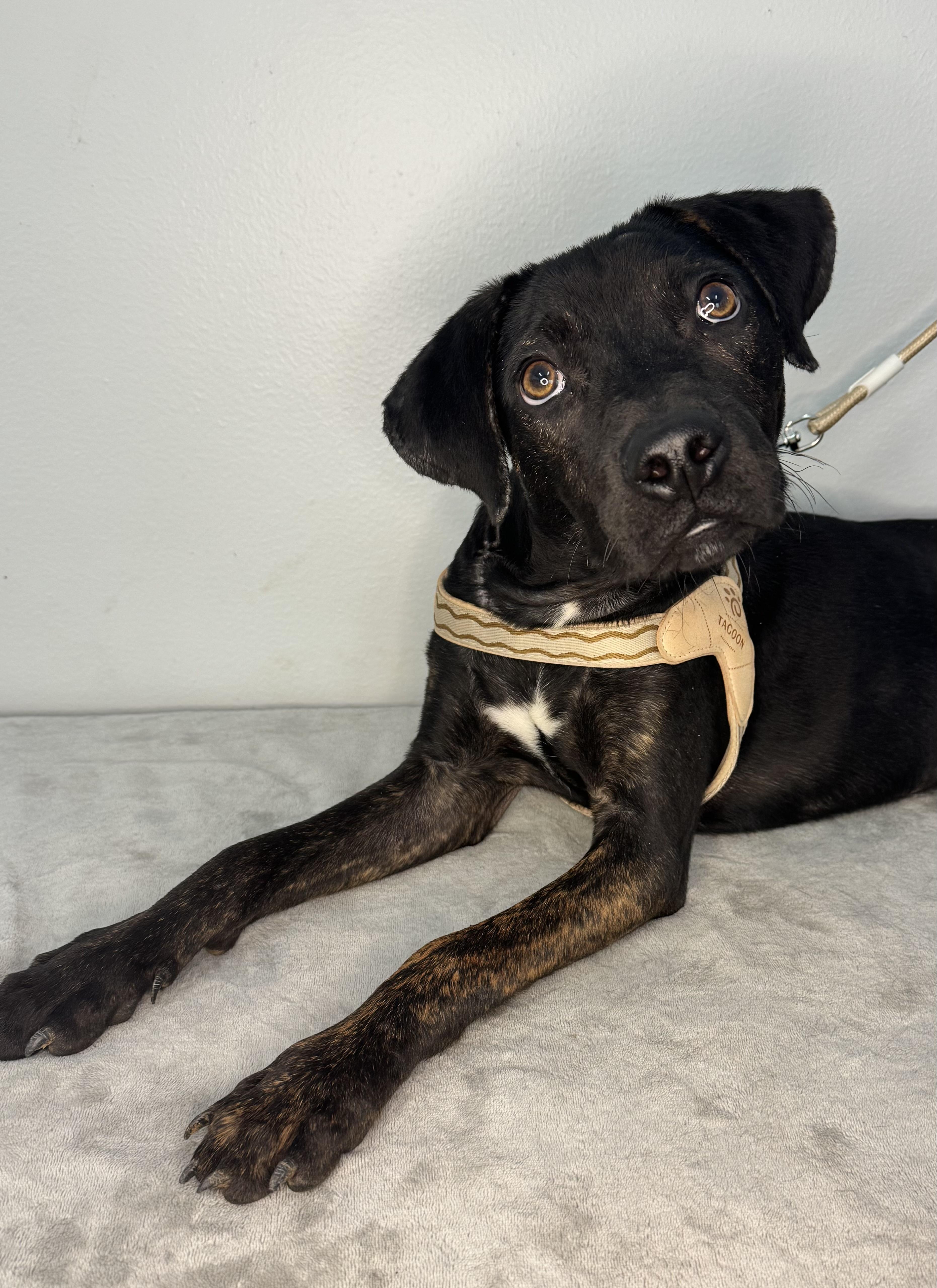 Enlarge Stitch, a ADOPTABLE mixed breed in Richmond, VA image 5/6
