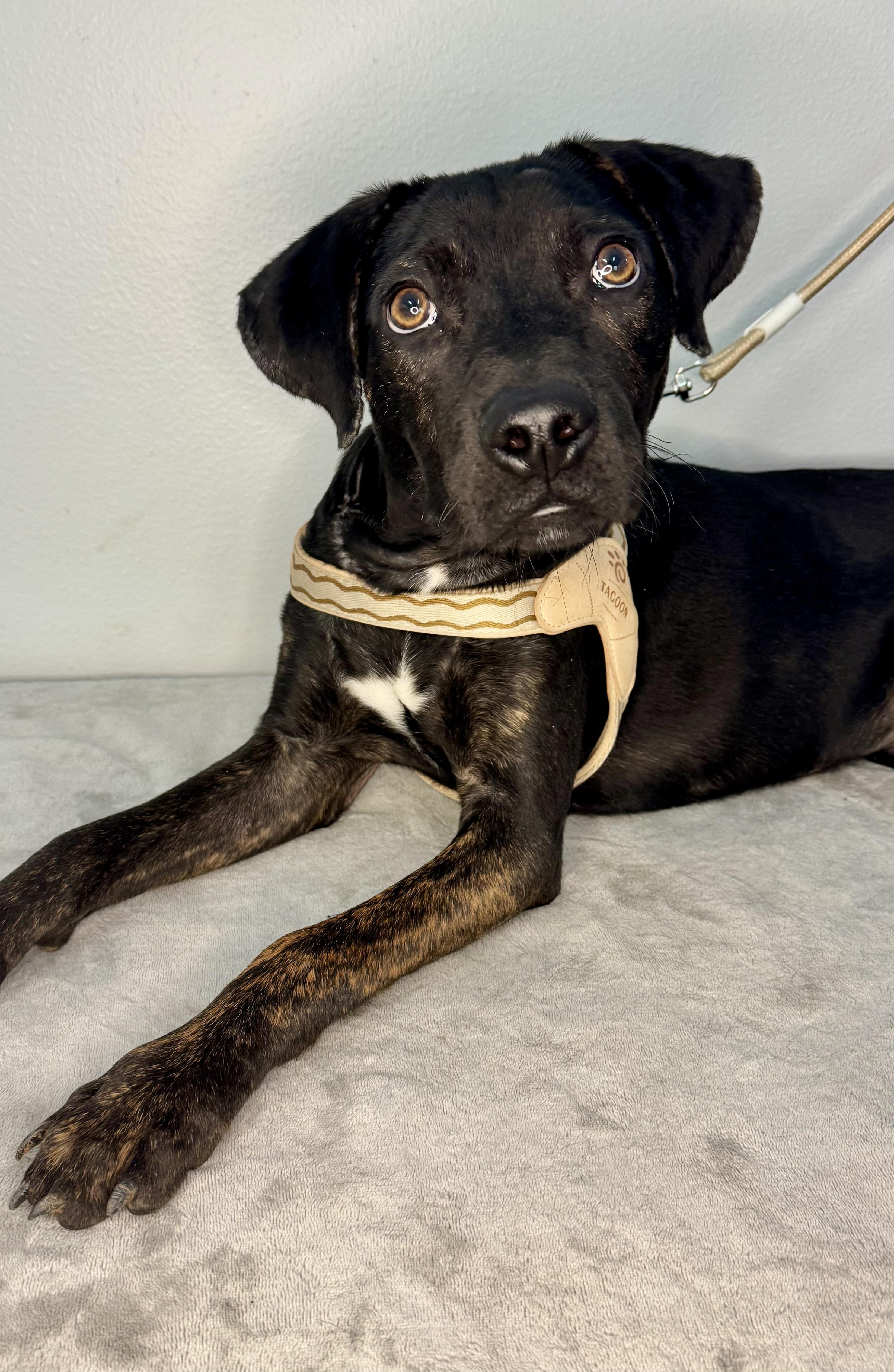 Enlarge Stitch, a ADOPTABLE mixed breed in Richmond, VA image 4/6