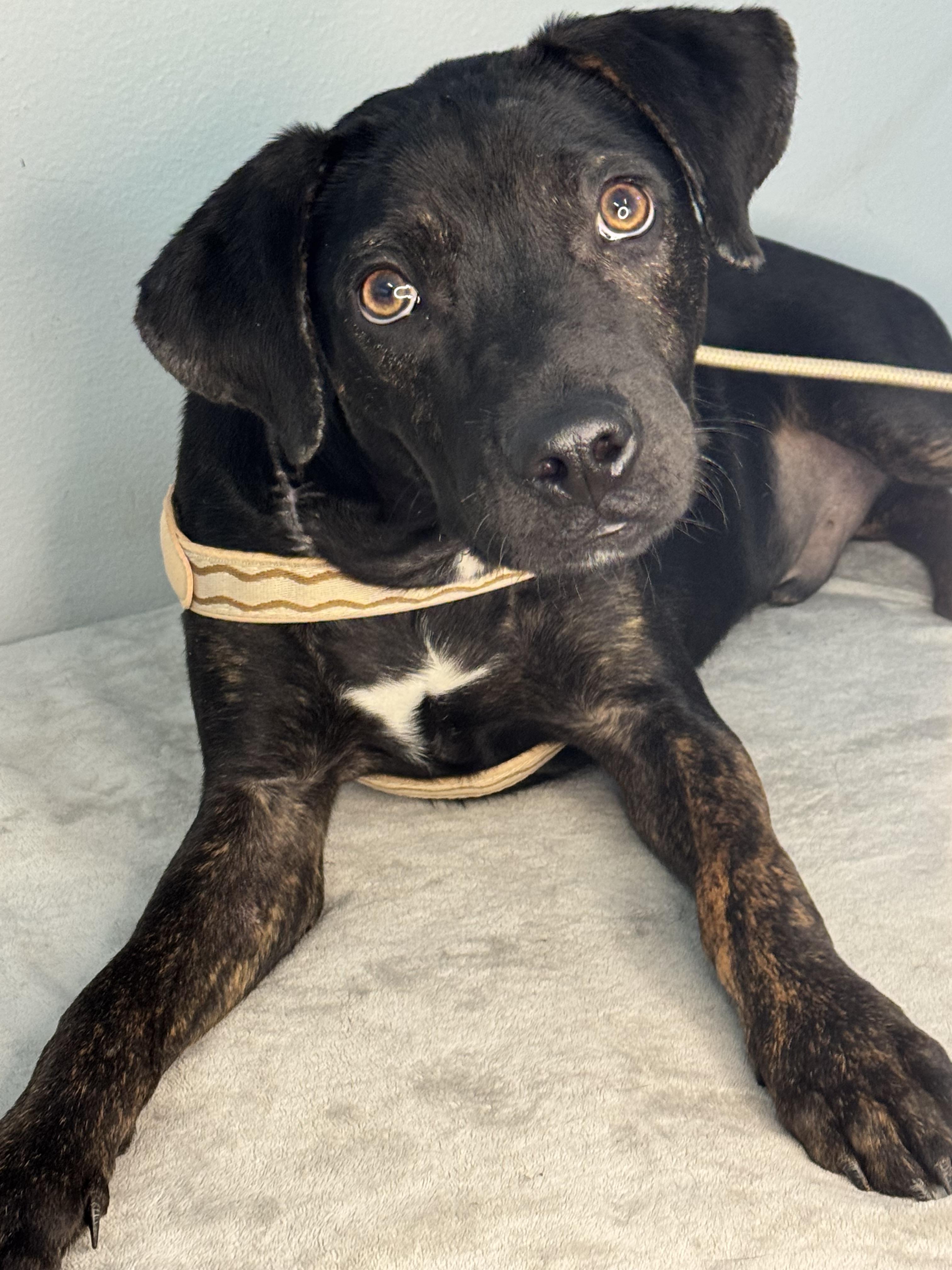 Enlarge Stitch, a ADOPTABLE mixed breed in Richmond, VA image 6/6