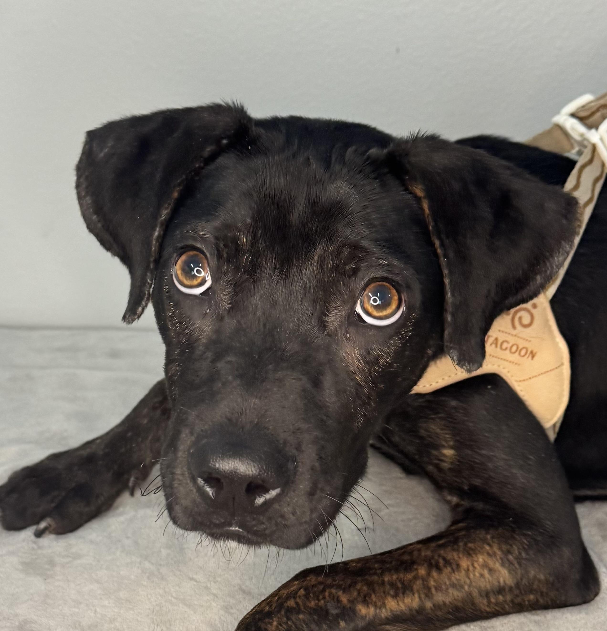 Stitch, ADOPTABLE, Young Male Terrier.