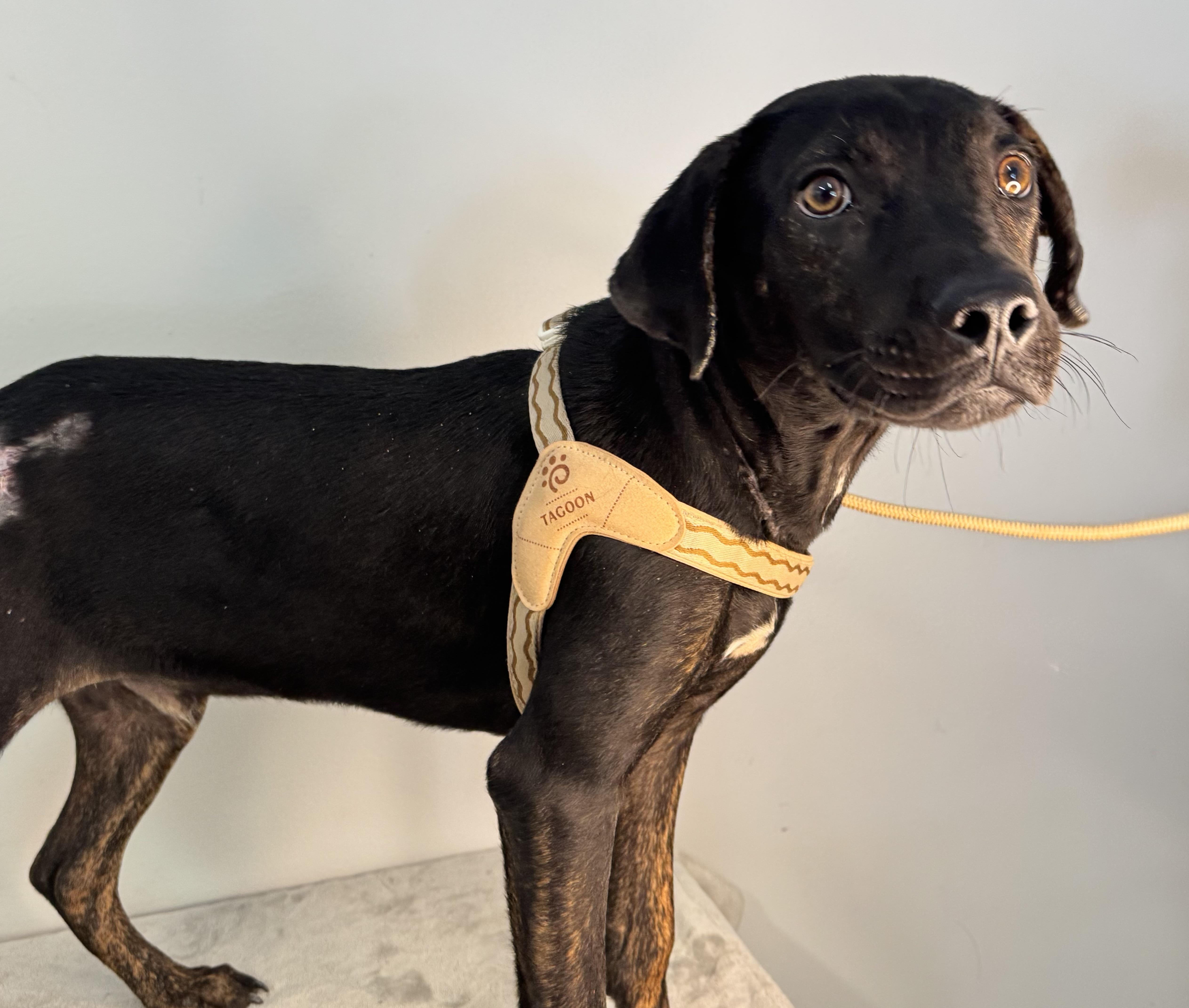 Enlarge Stitch, a ADOPTABLE mixed breed in Richmond, VA image 2/6