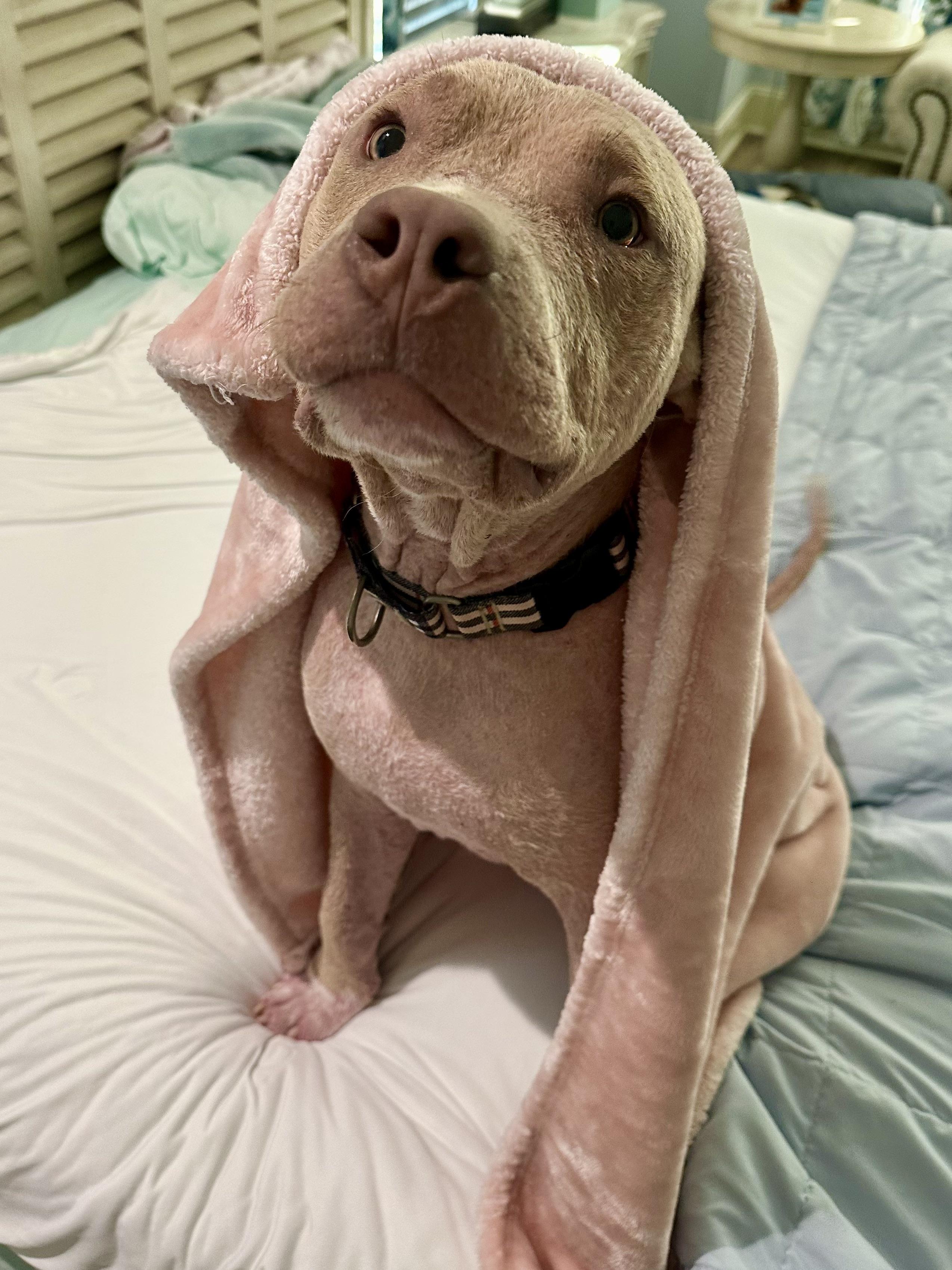 Tater, Adoptable, Young Male Pit Bull Terrier.