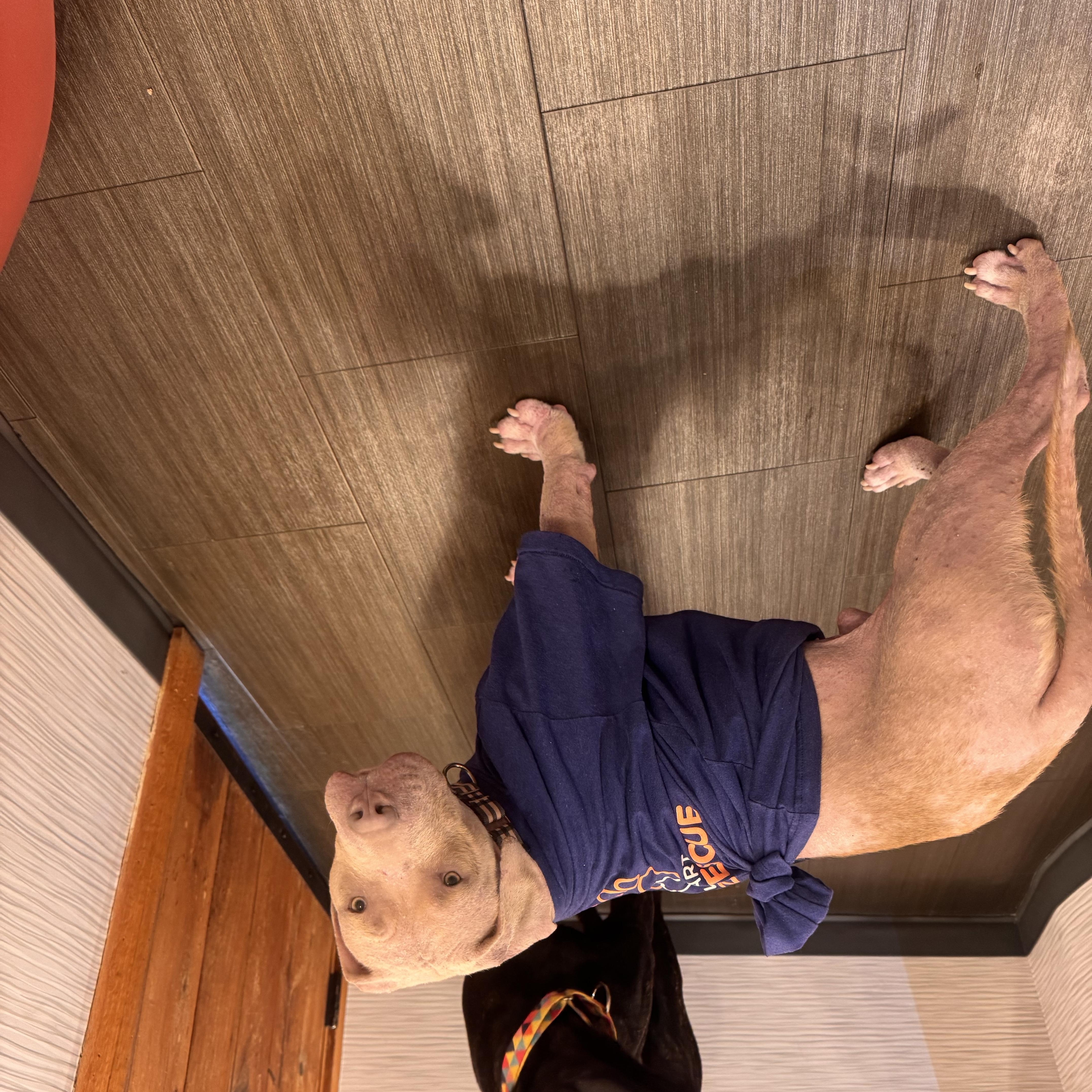 Enlarge Tater, a Adoptable Pit Bull Terrier in Roswell, GA image 3/3