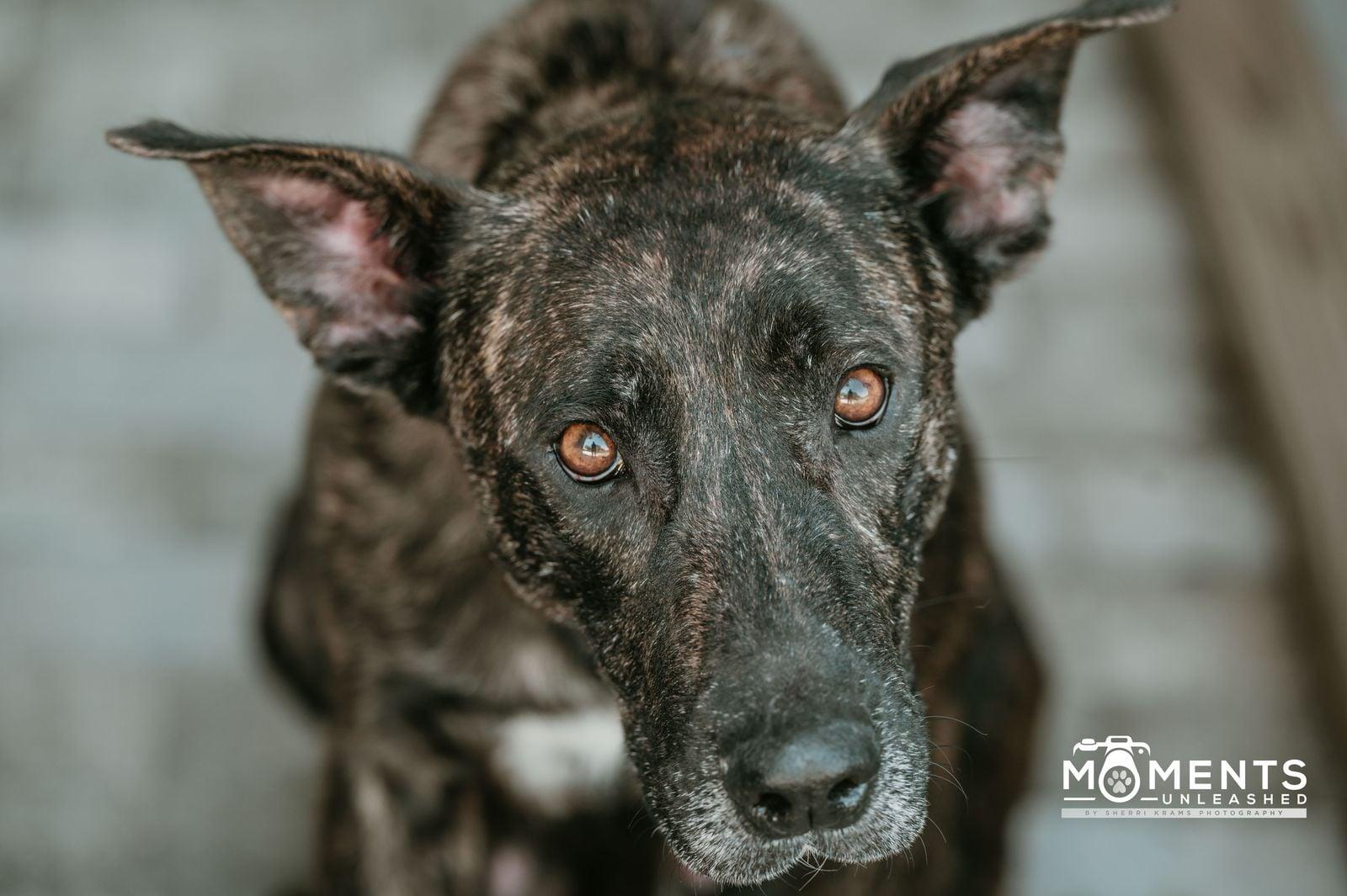 Rosebud, a Adoptable mixed breed in Myakka City, FL image 1/6