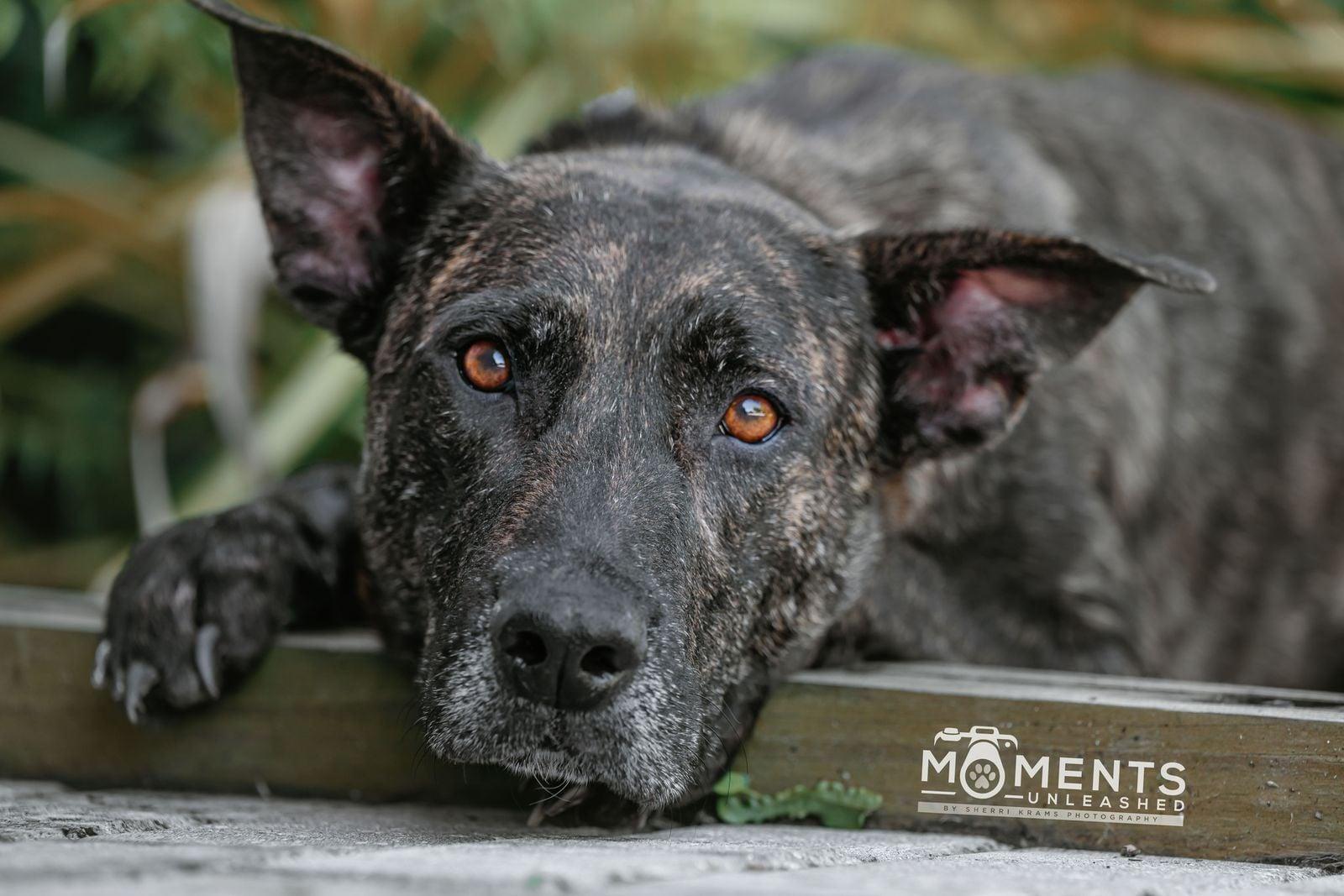 Rosebud, a Adoptable mixed breed in Myakka City, FL image 2/6